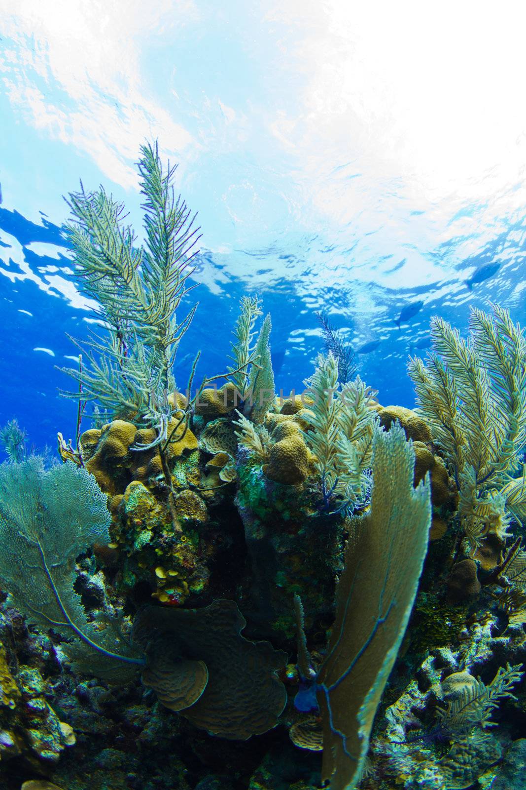 shallow reefs near entrance to famous blue hole, Belize.