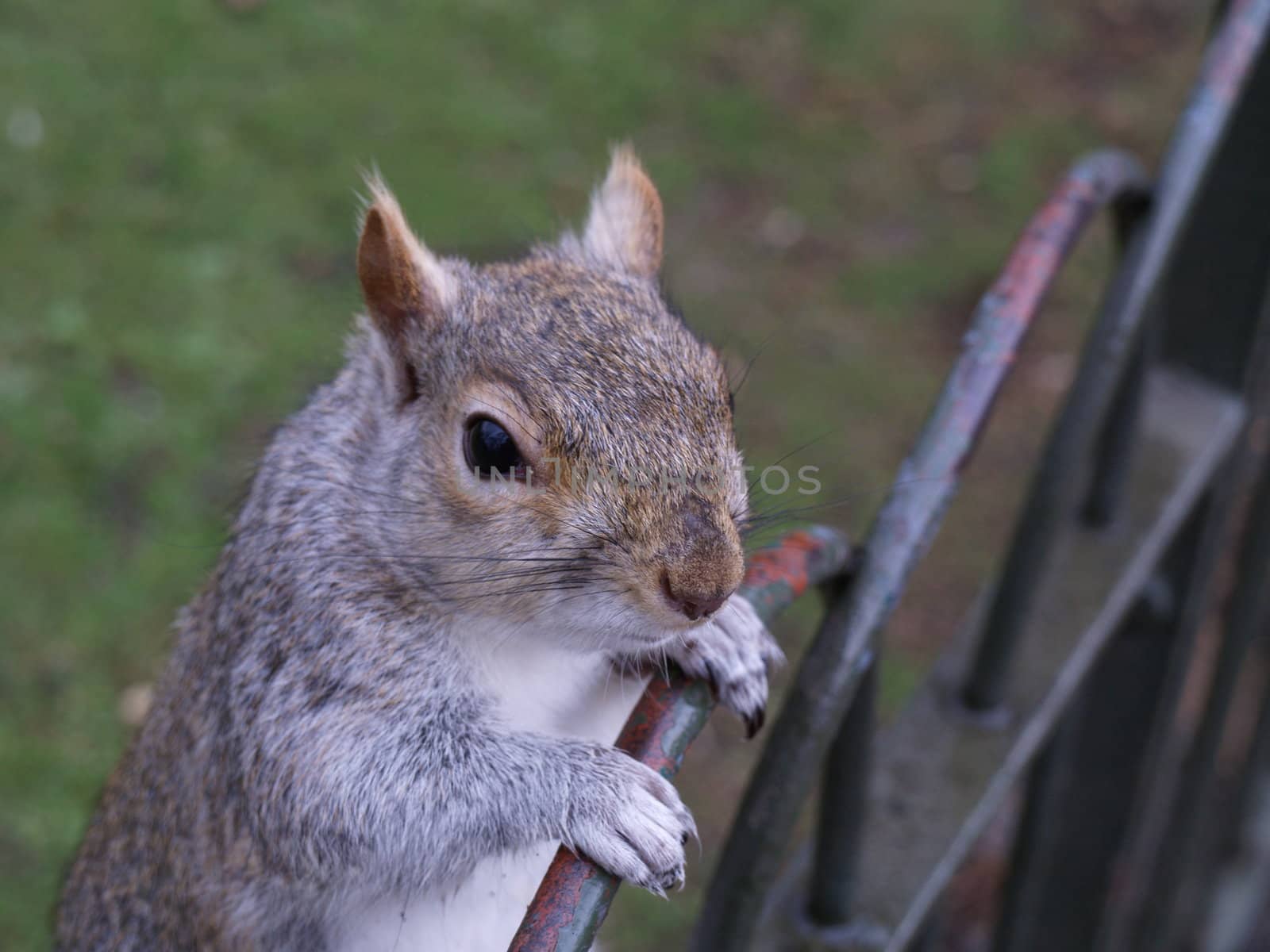 Squirrel by anderm