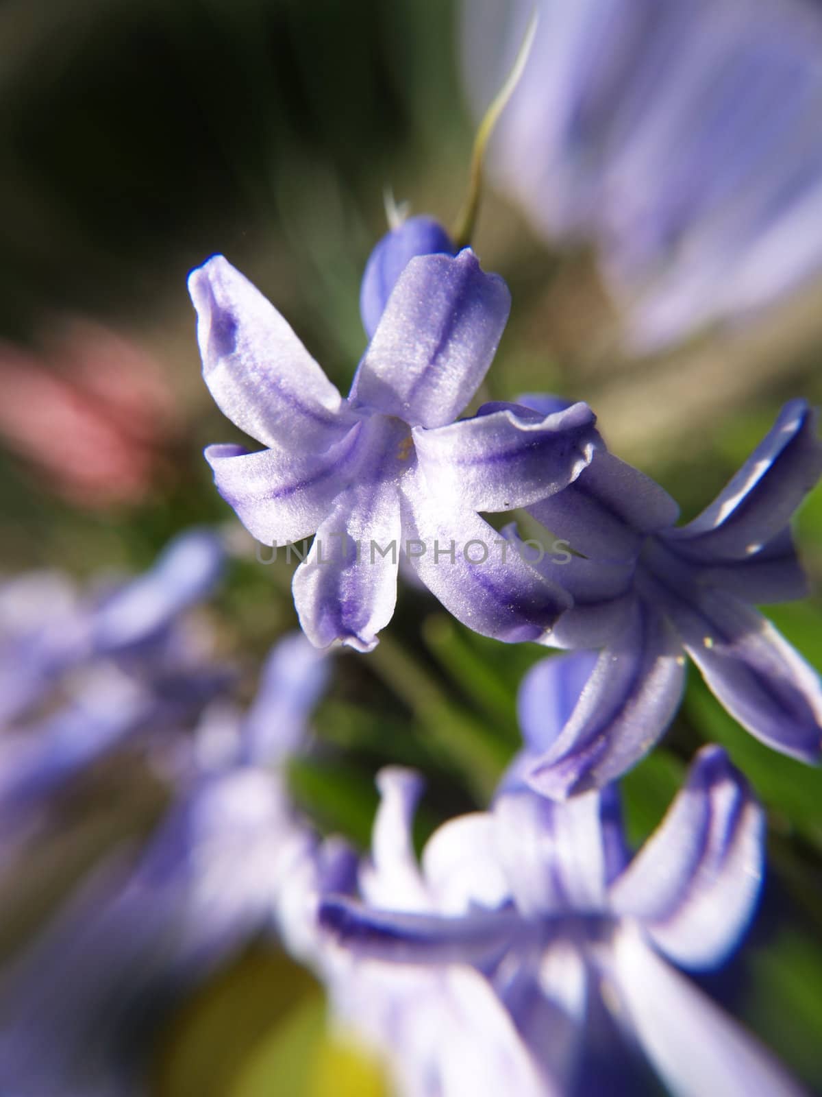 Purple flower