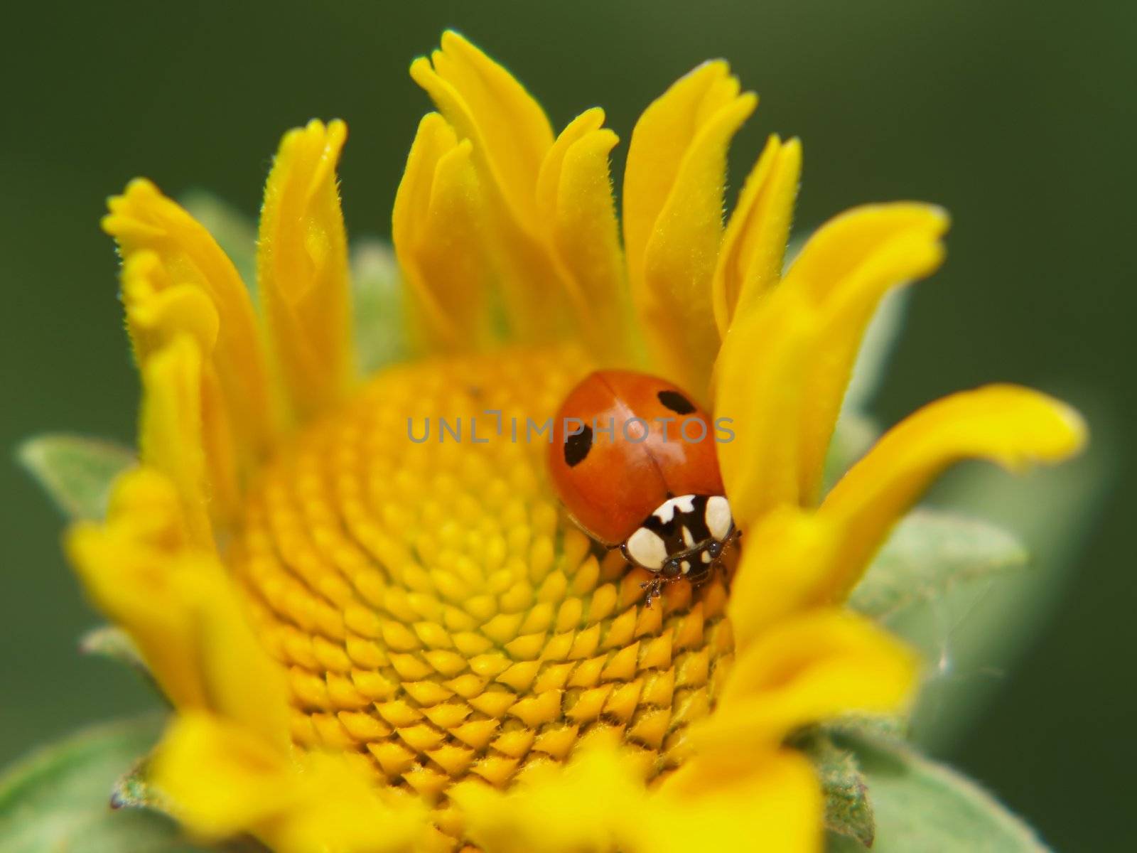 Ladybird in a yellow flower