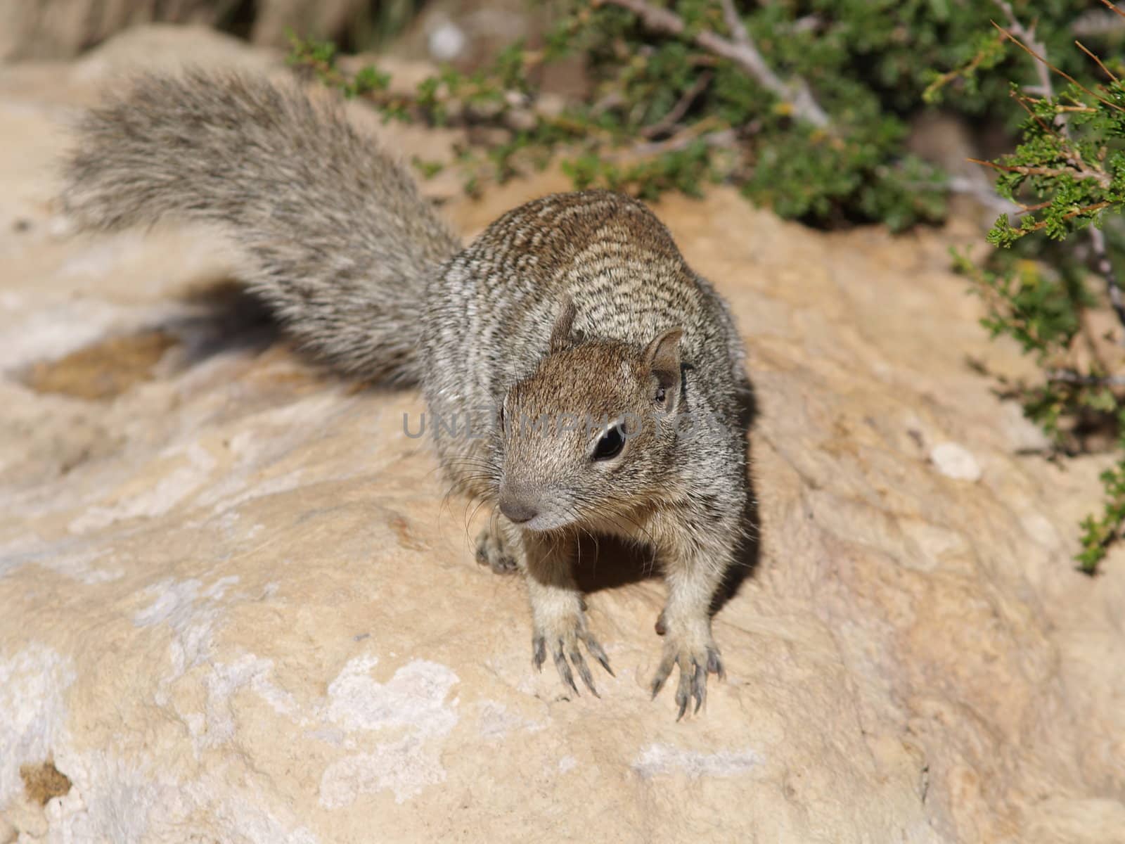 Squirrel by anderm