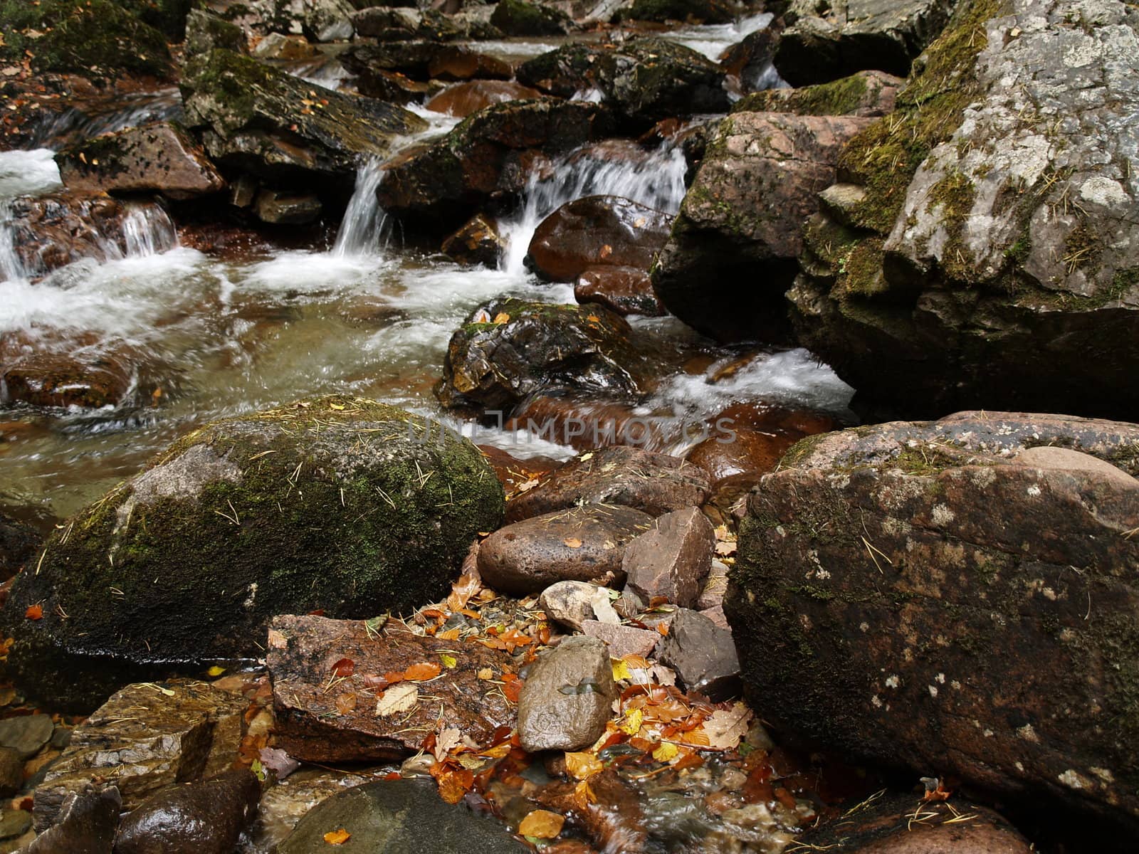 Forrest stream at autumn