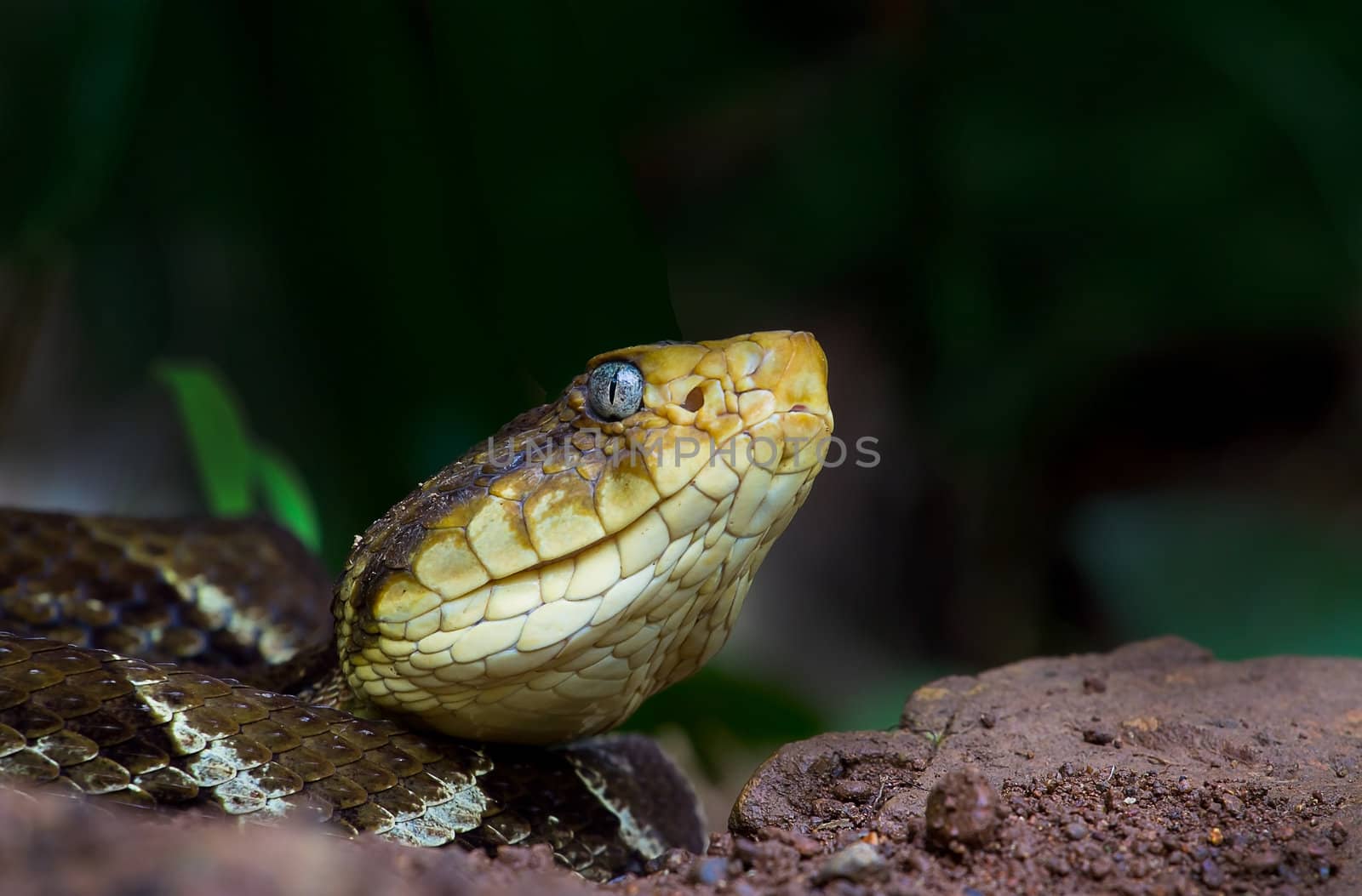 The Fer de lance is one of the largest and deadlyest snakes in Central America. This one is hunting frogs near a small pool in Costa Rica.