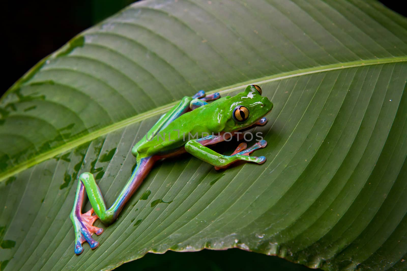 A huge blue sided leaf frog moves into position while stalking his prey. Costa Rica.