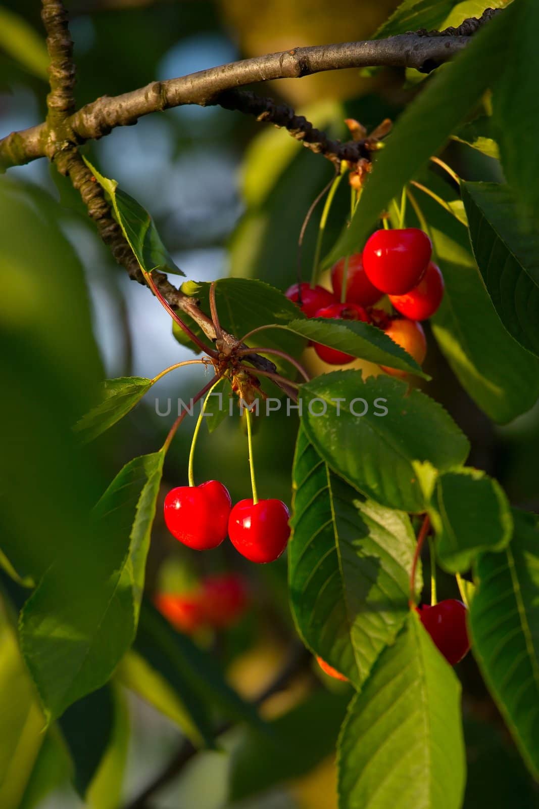 Fresh cherry on a tree