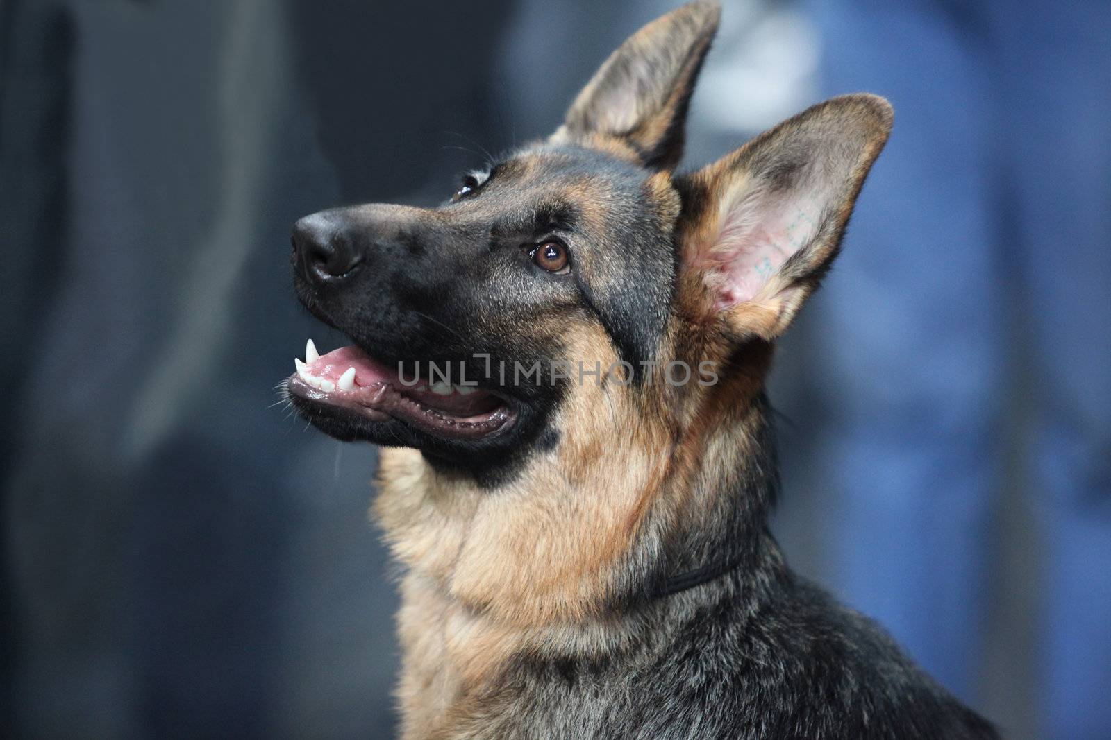 a portrait of German Shepherd Dog