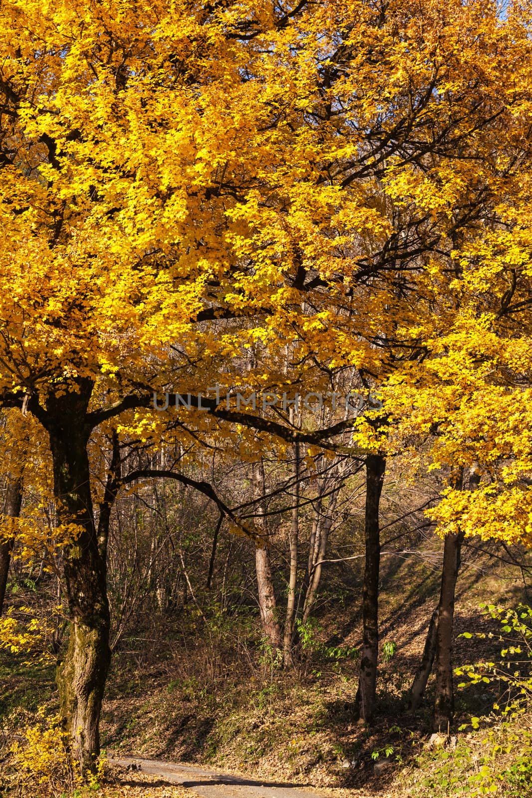 golden autumnal tree in italian mountain