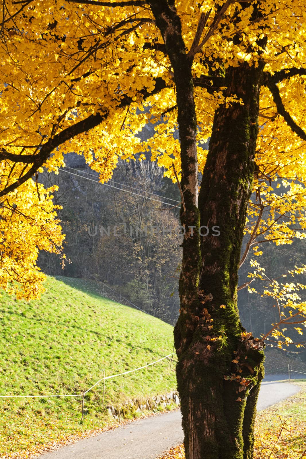 golden tree and dirty road in italian autumn