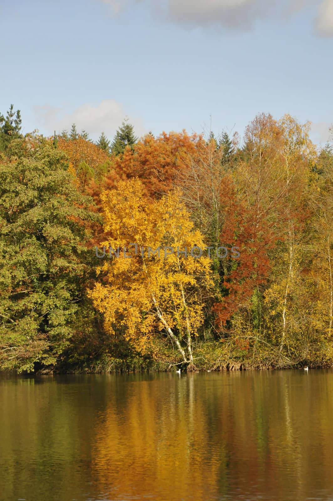 Trees with Colors of Fall which reflecting in Water with a blue sky