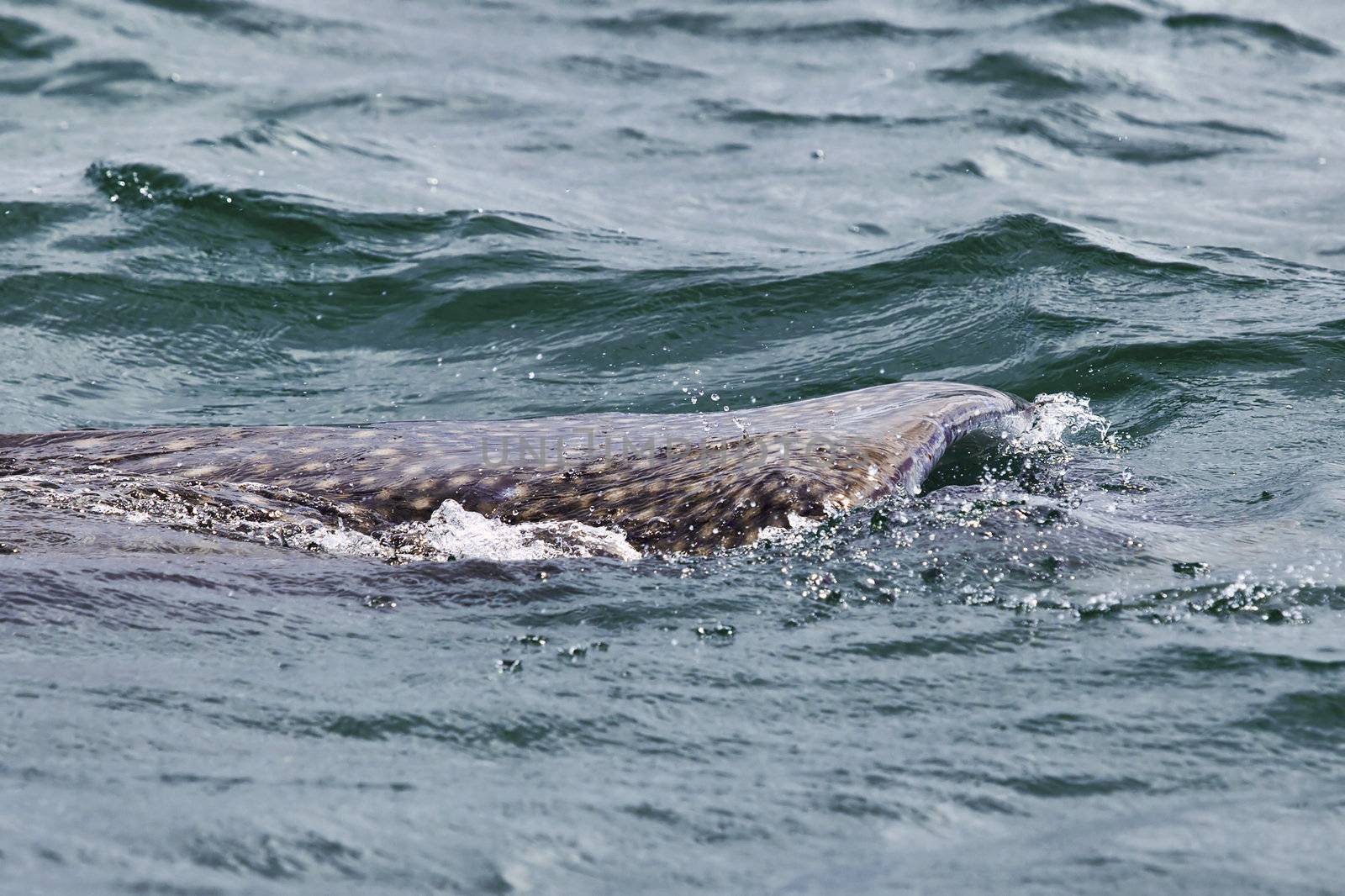 Whale Shark in low visibility water full of plankton