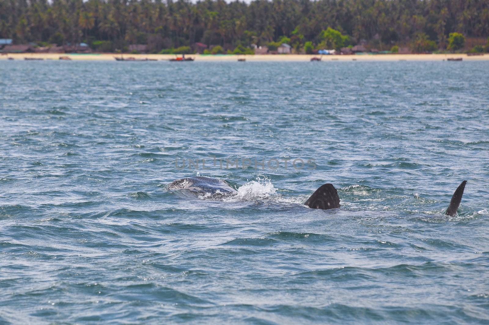 Whale Shark by kjorgen