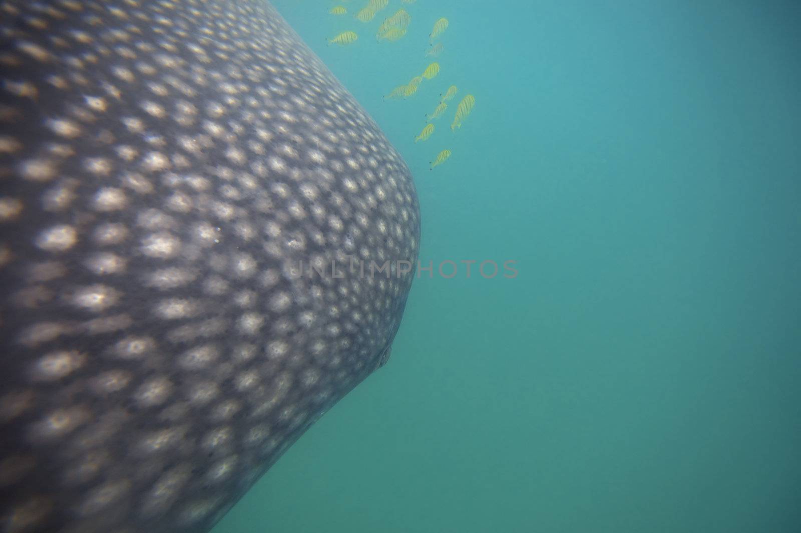 Whale Shark in low visibility water full of plankton