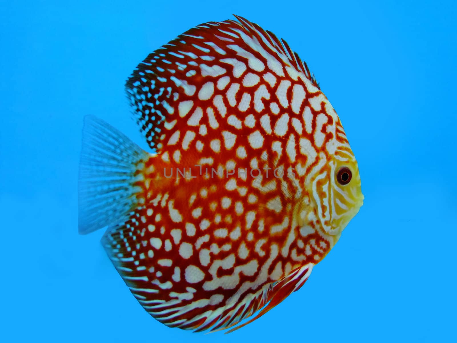 red discus fish isolated on blue background