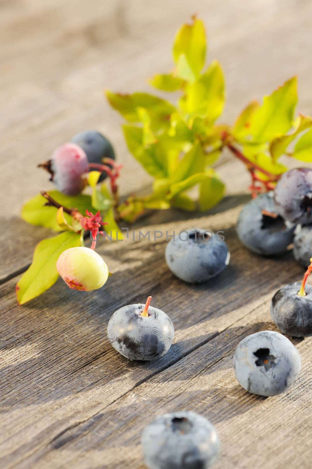 Blueberry on wooden table by haveseen