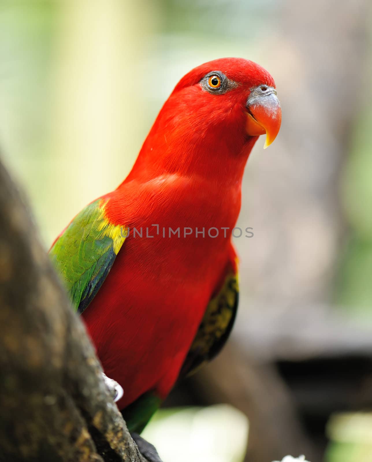 Beautiful red parrot bird close up