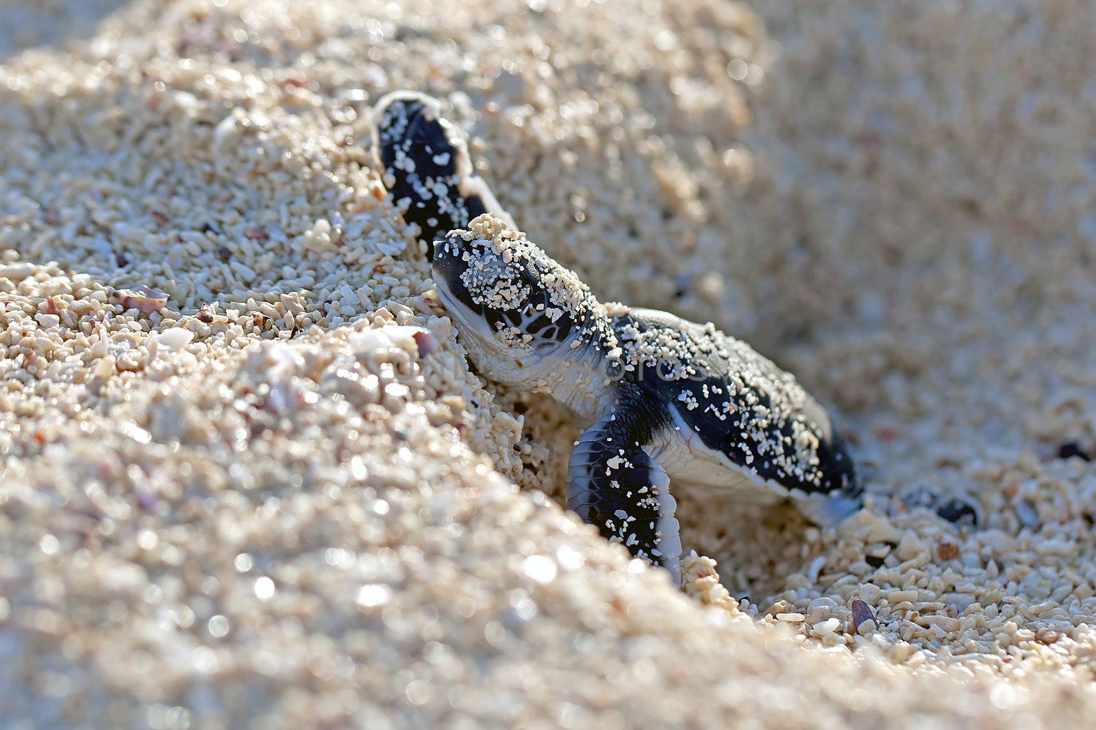 Green Sea Turtle Hatchling making its first steps from the beach to the sea