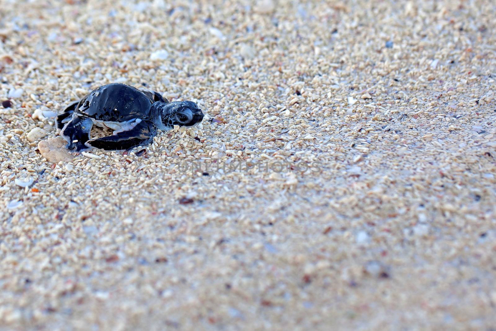 Green Sea Turtle Hatchling making its first steps from the beach to the sea