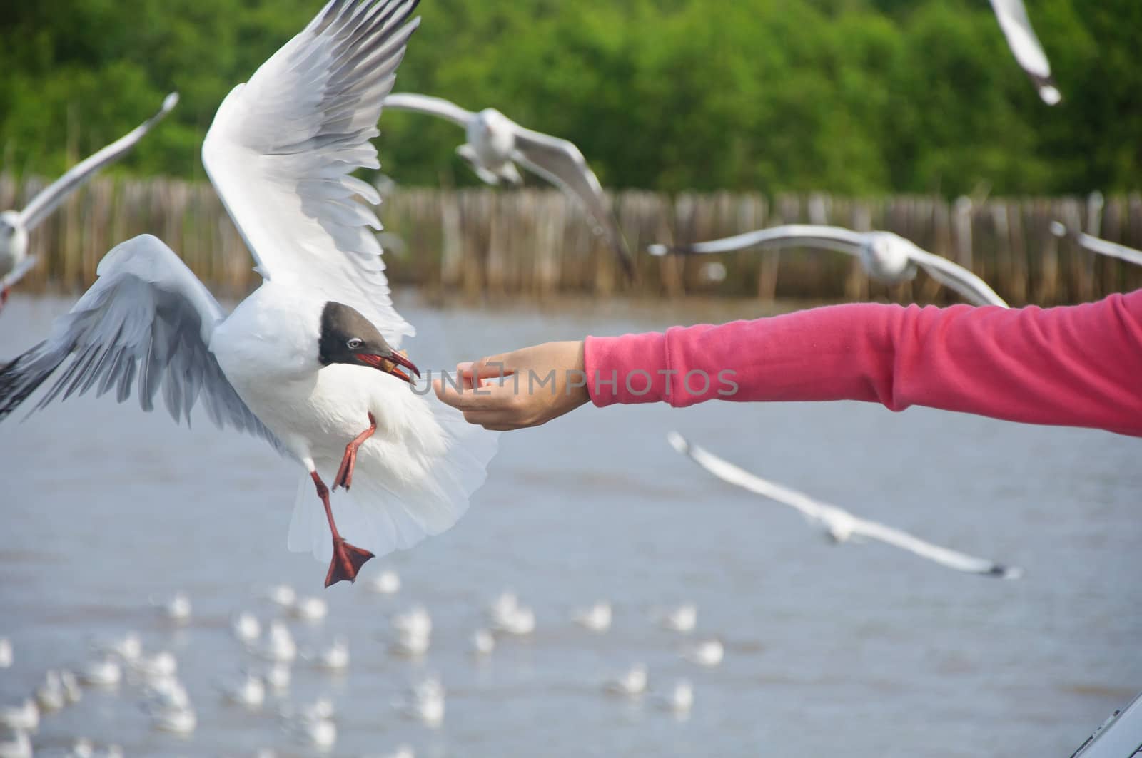 Flying seagull taking food from hand at Bang Pu sea.