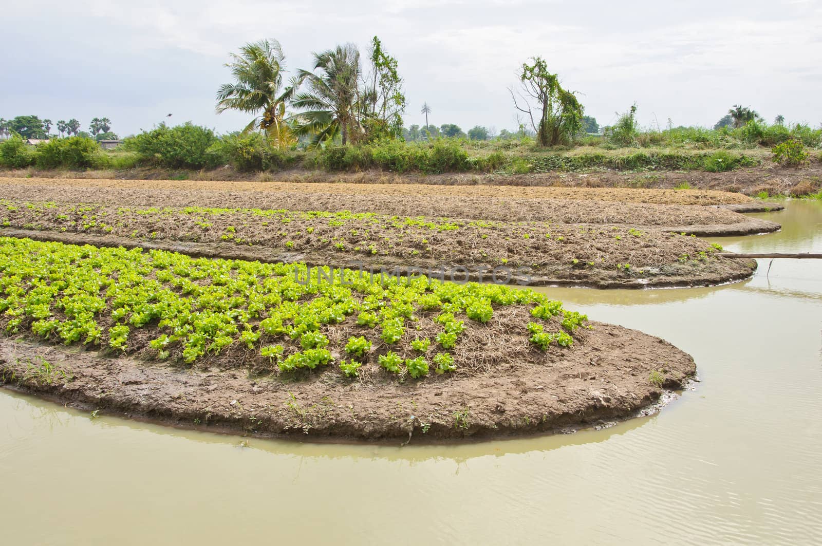 A lush field of lettuce farm must be irrigated in Thailand.