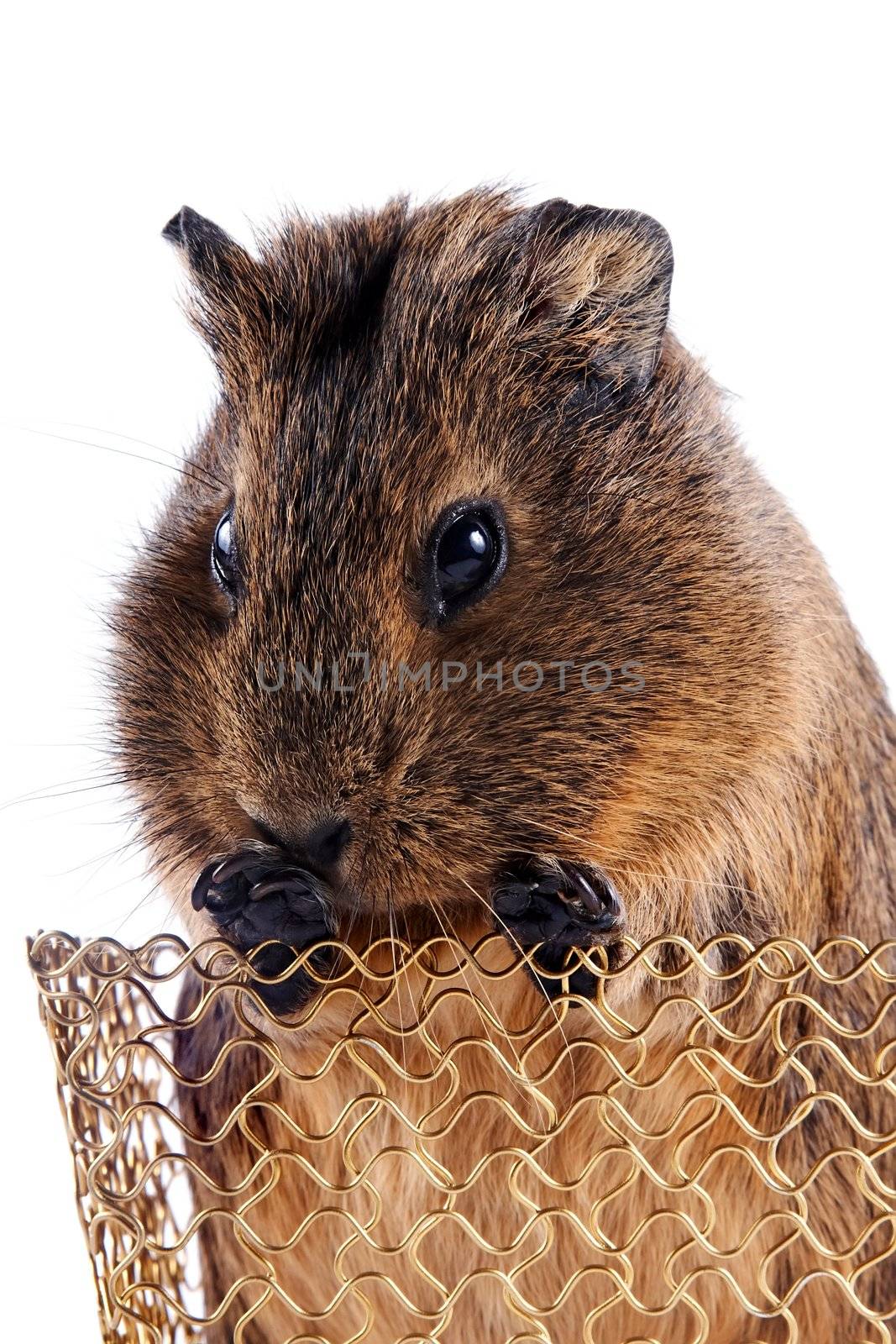 Portrait of a guinea pig in a basket by Azaliya
