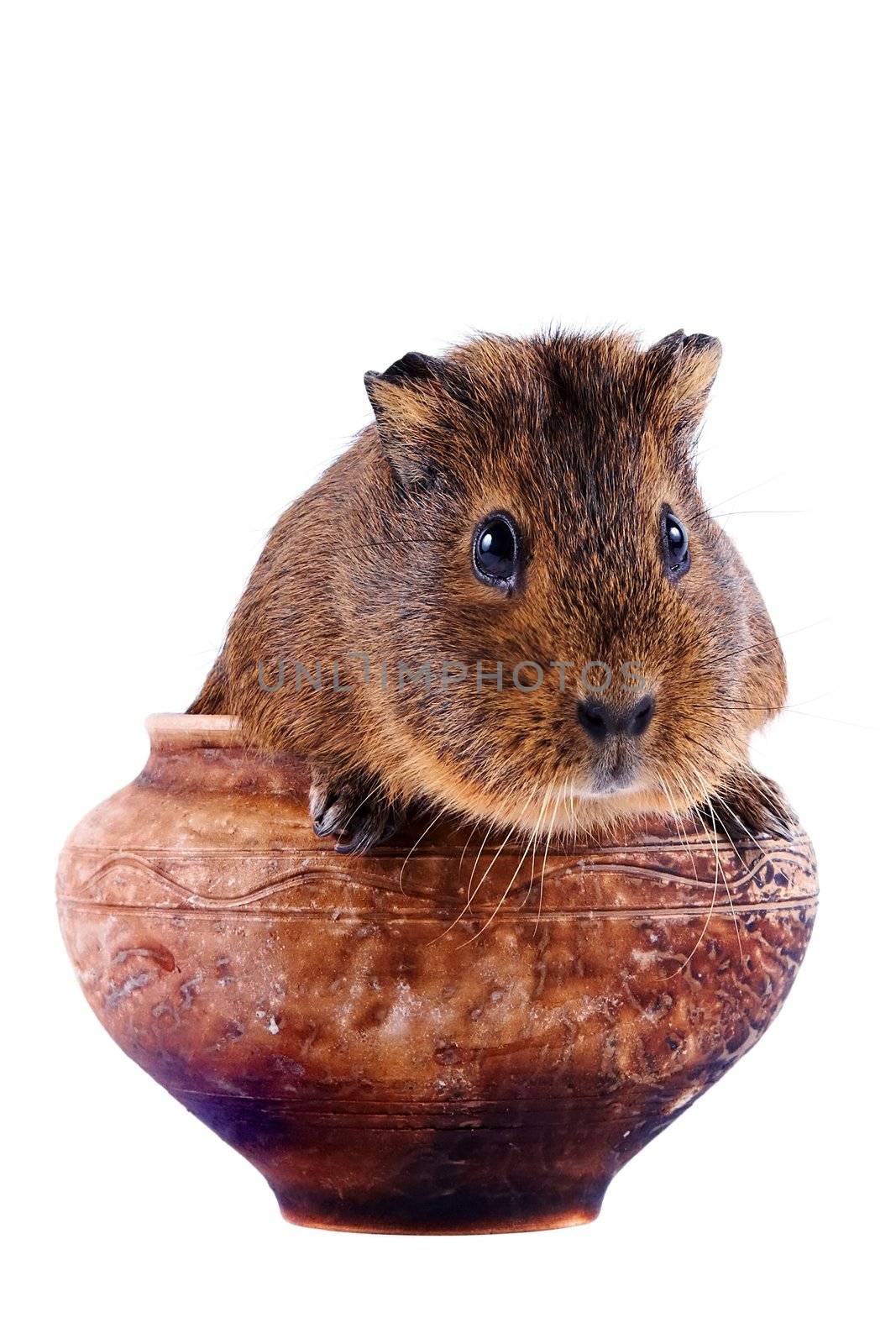 The guinea pig sits in a clay pot on a white background
