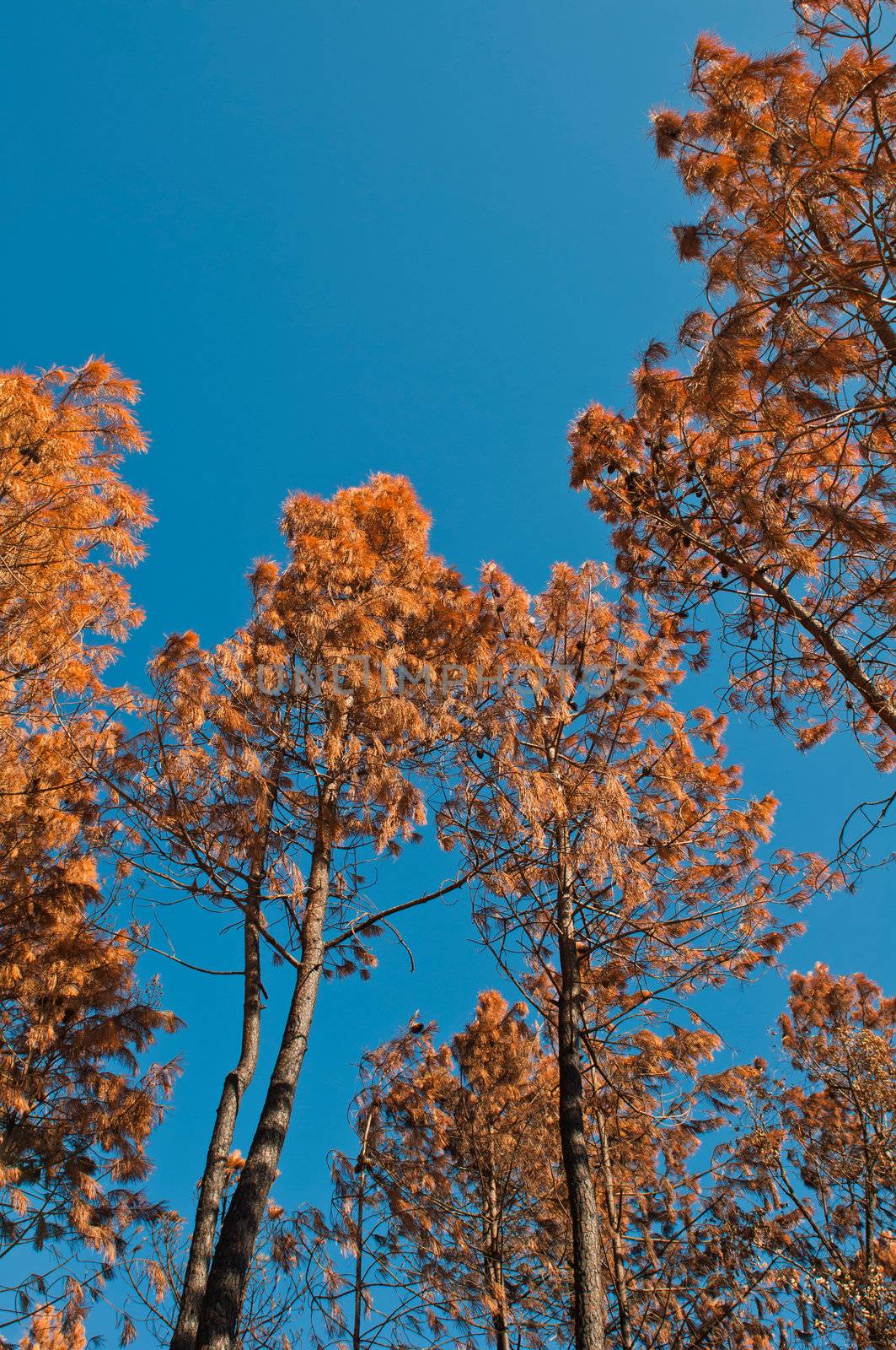 burnt pine trees at a forest after fire against a blue sky background