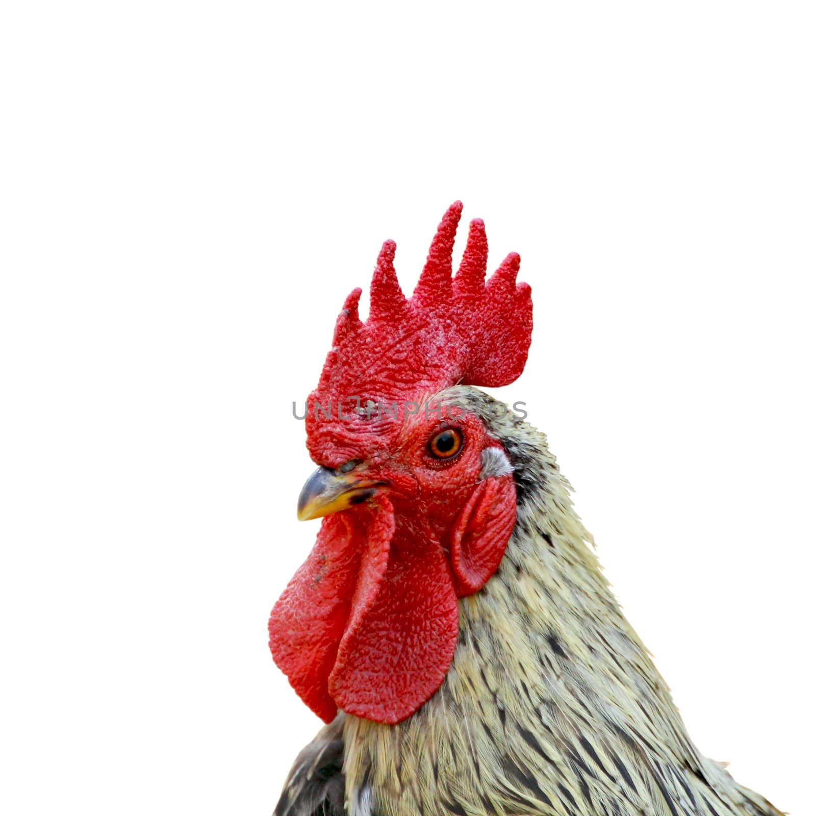 portrait of beautiful cock isolated on white background