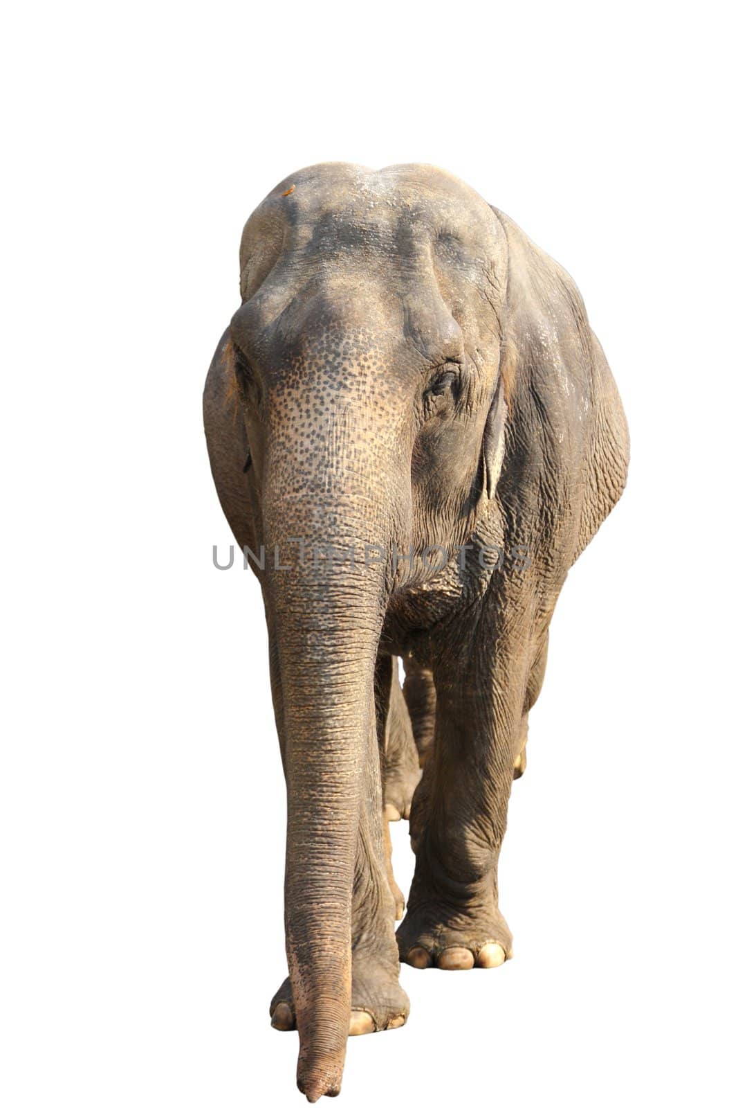 indian elephant isolated on white background