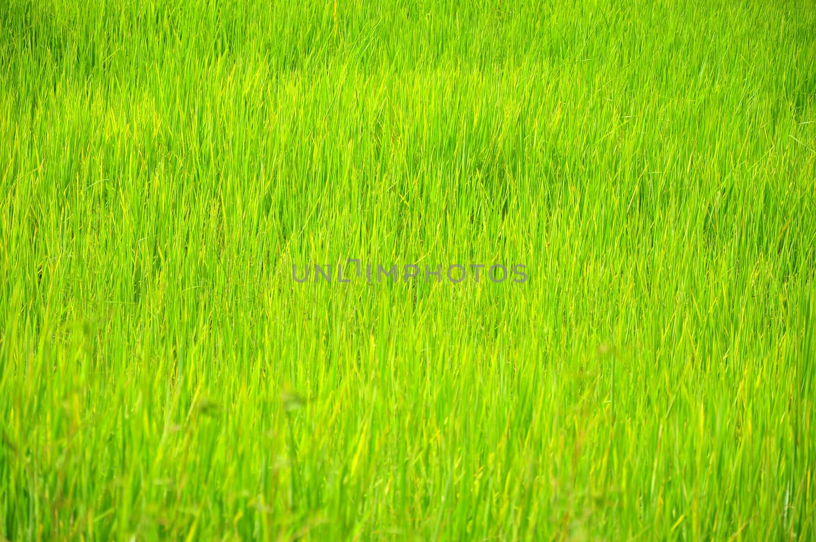 Agriculture in Sakaeo province, East of Thailand.