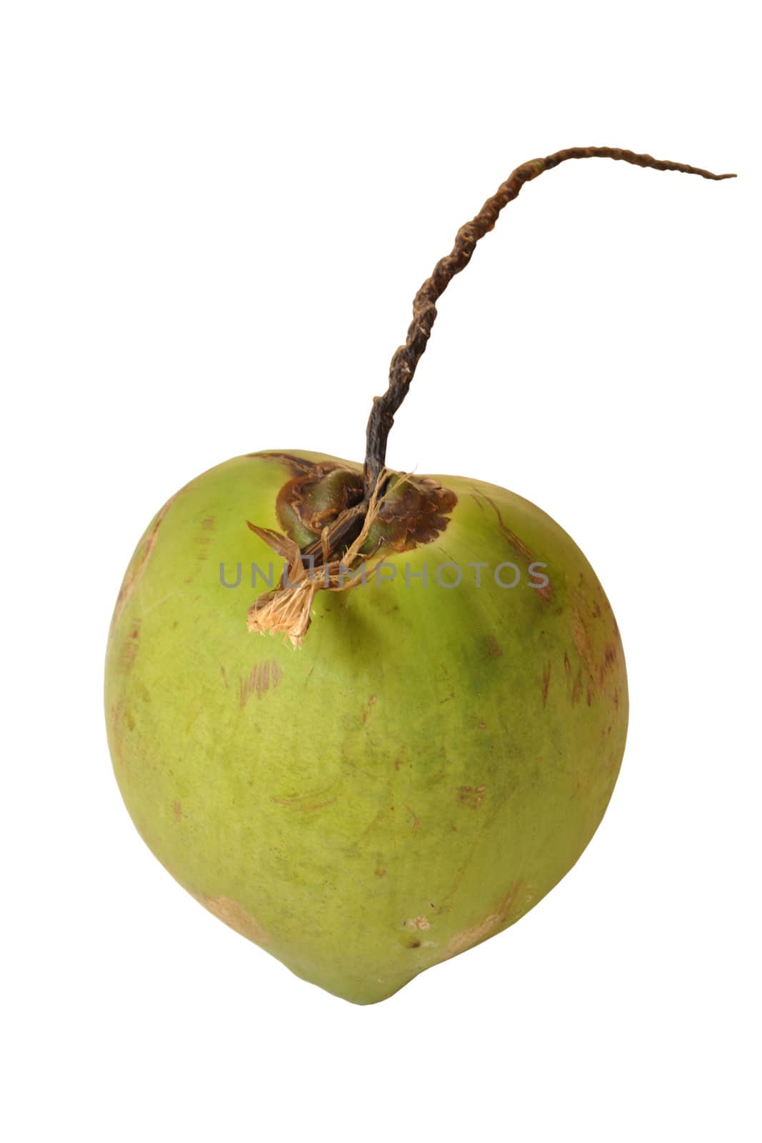 Coconut on a white background