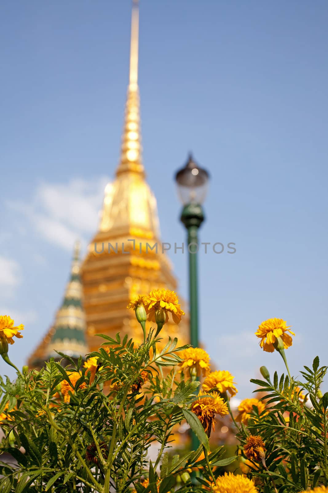Flower with Golden Pagoda