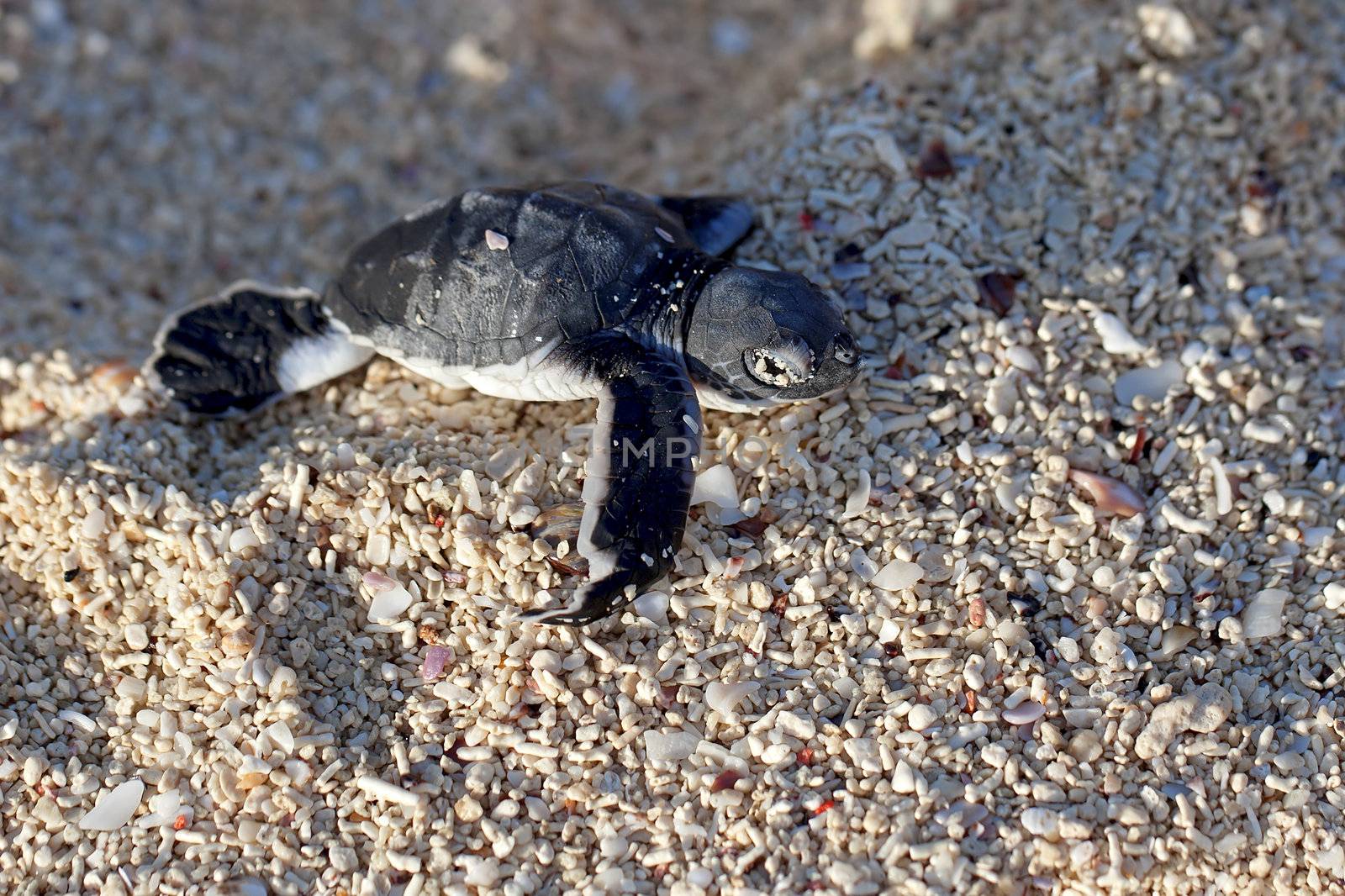 Green Sea Turtle Hatchling making its first steps from the beach to the sea