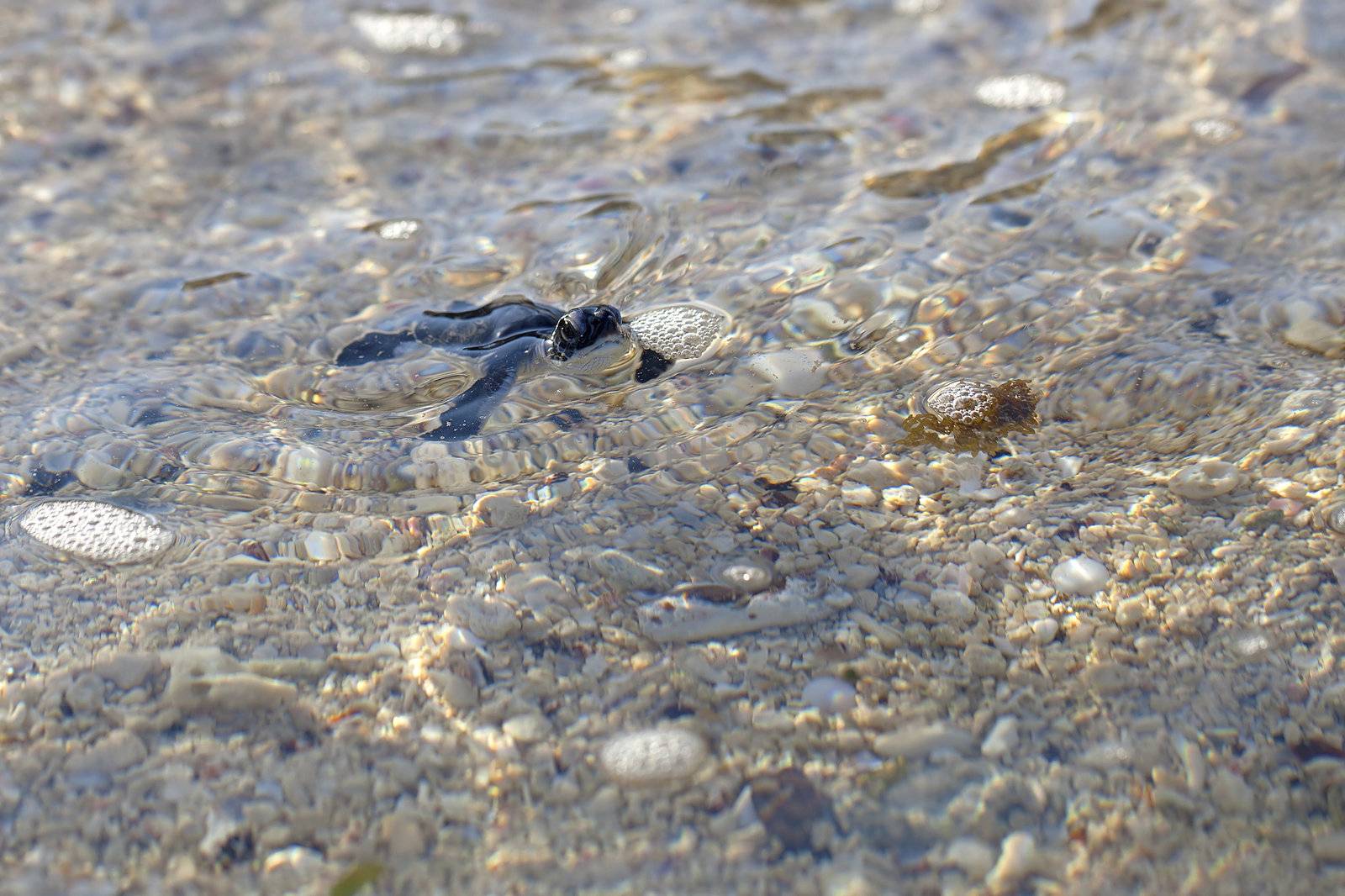 Green Sea Turtle Hatchling making its first steps from the beach to the sea