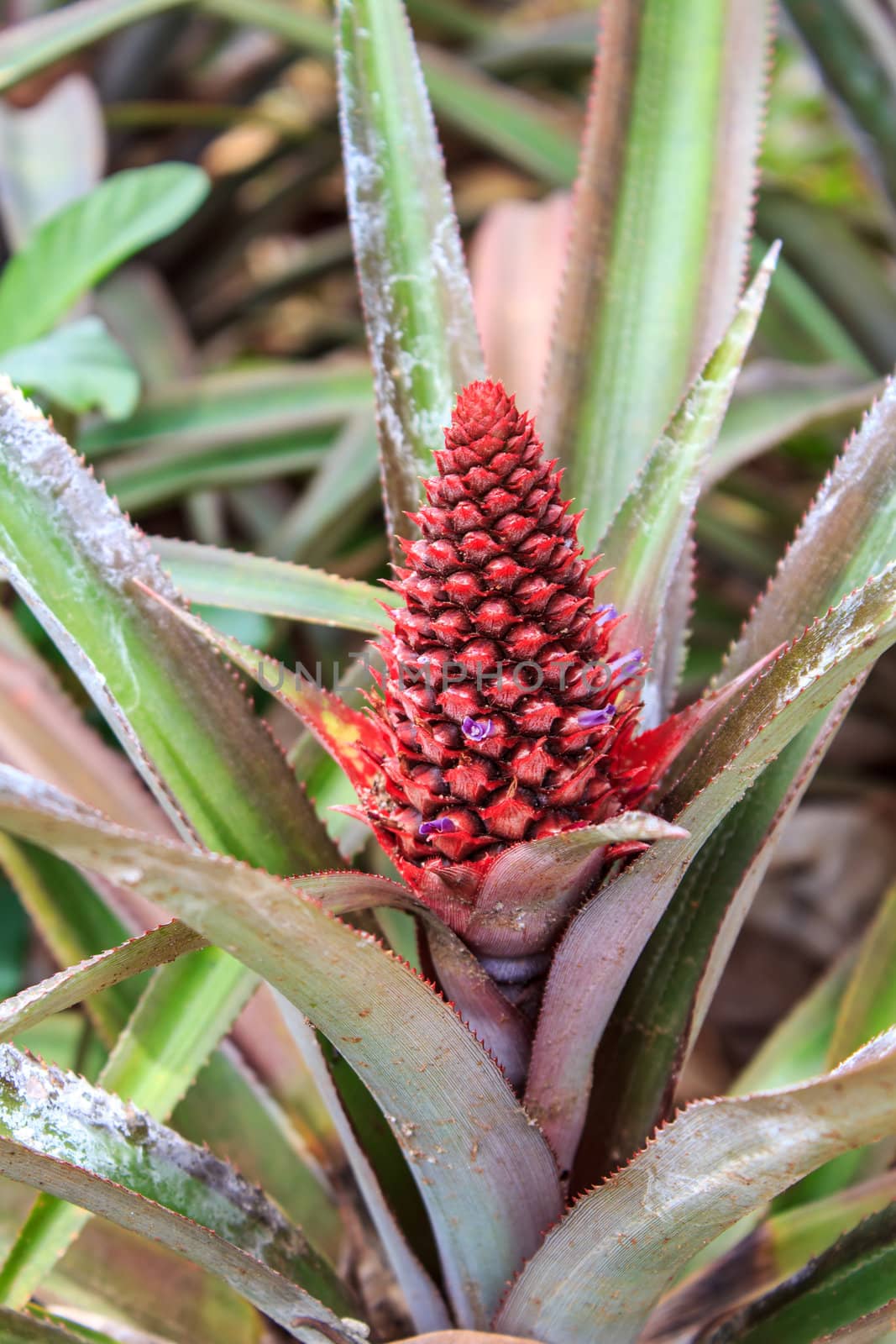 Colorful of the little pineapple on its parent plant.
