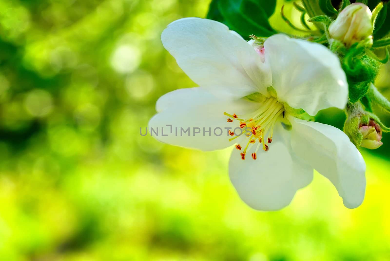 One apple trees flower on a green background