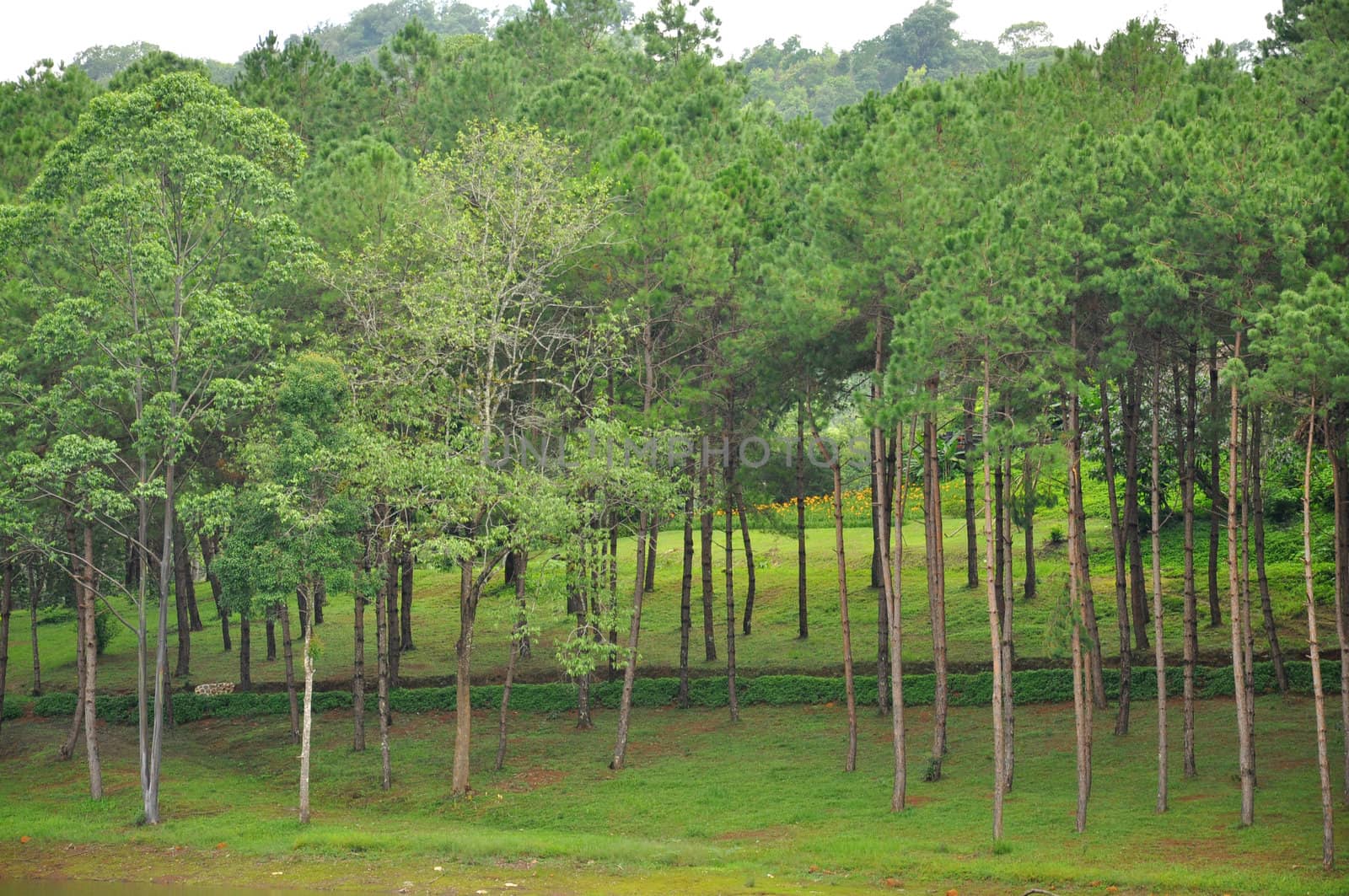 Pang Oung, Mae Hong Son Province, Thailand.