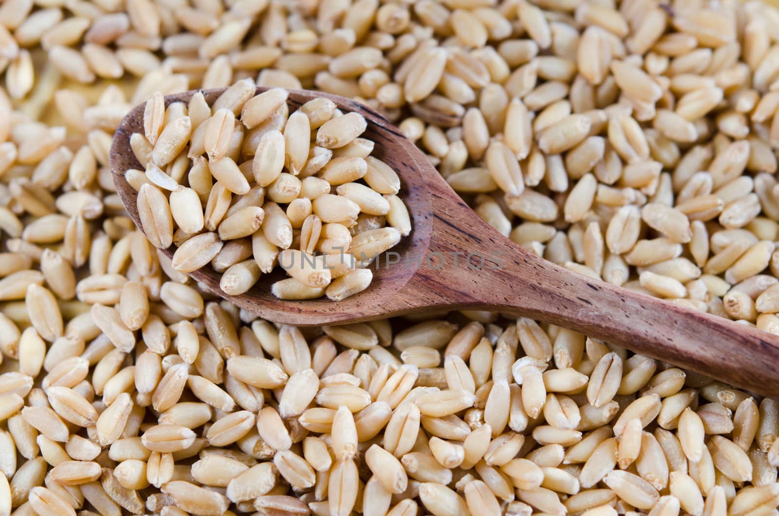 Grains of wheat on wooden spoon and wheat background