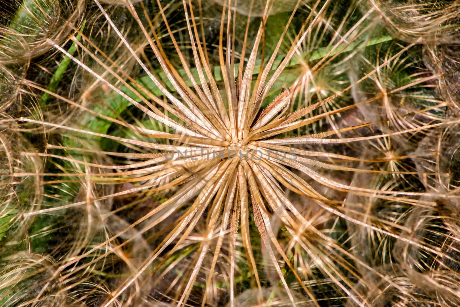 A Dandelion about ready to spread its seeds.