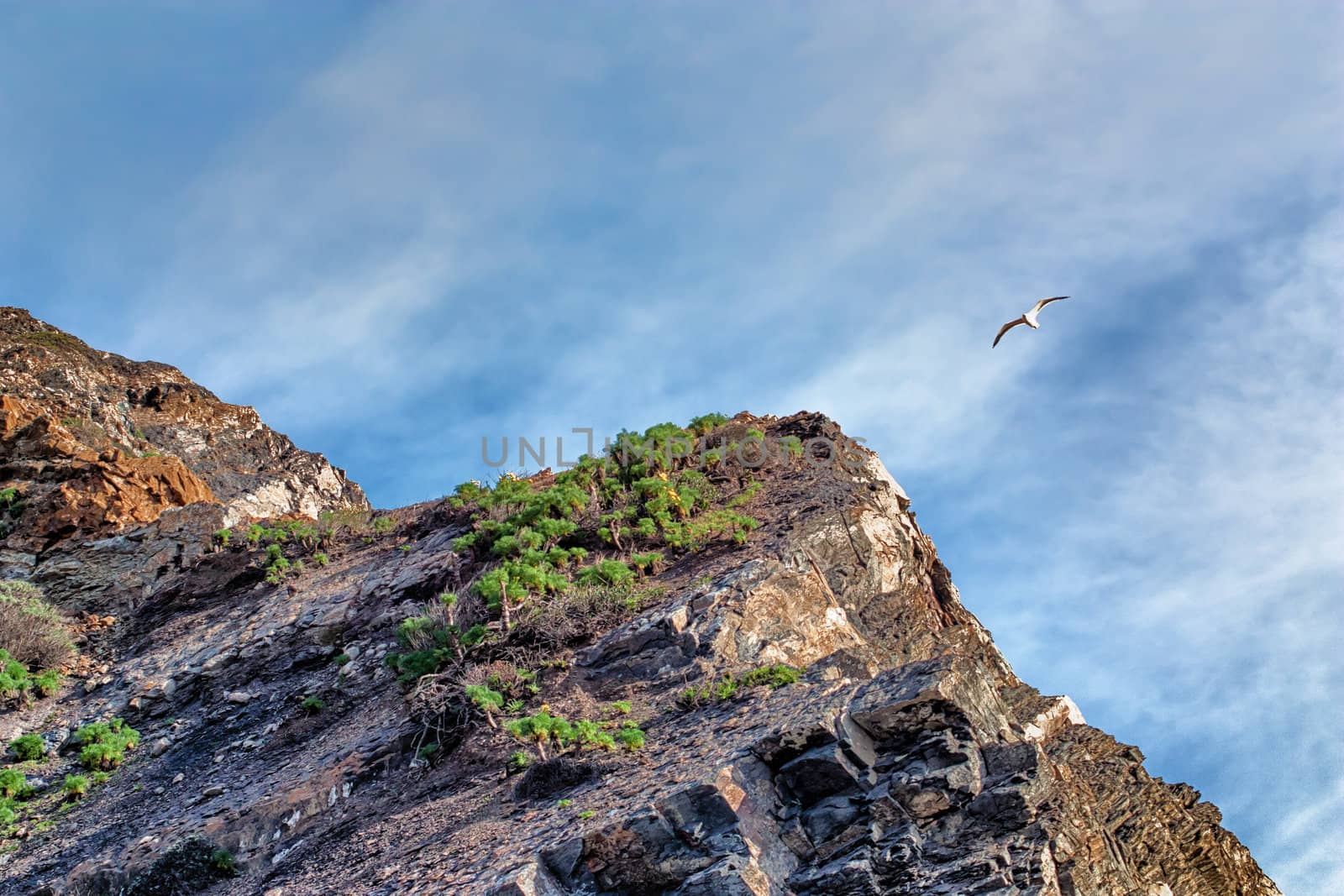 Gull Passes Over Magu Rock at Point Magu, California