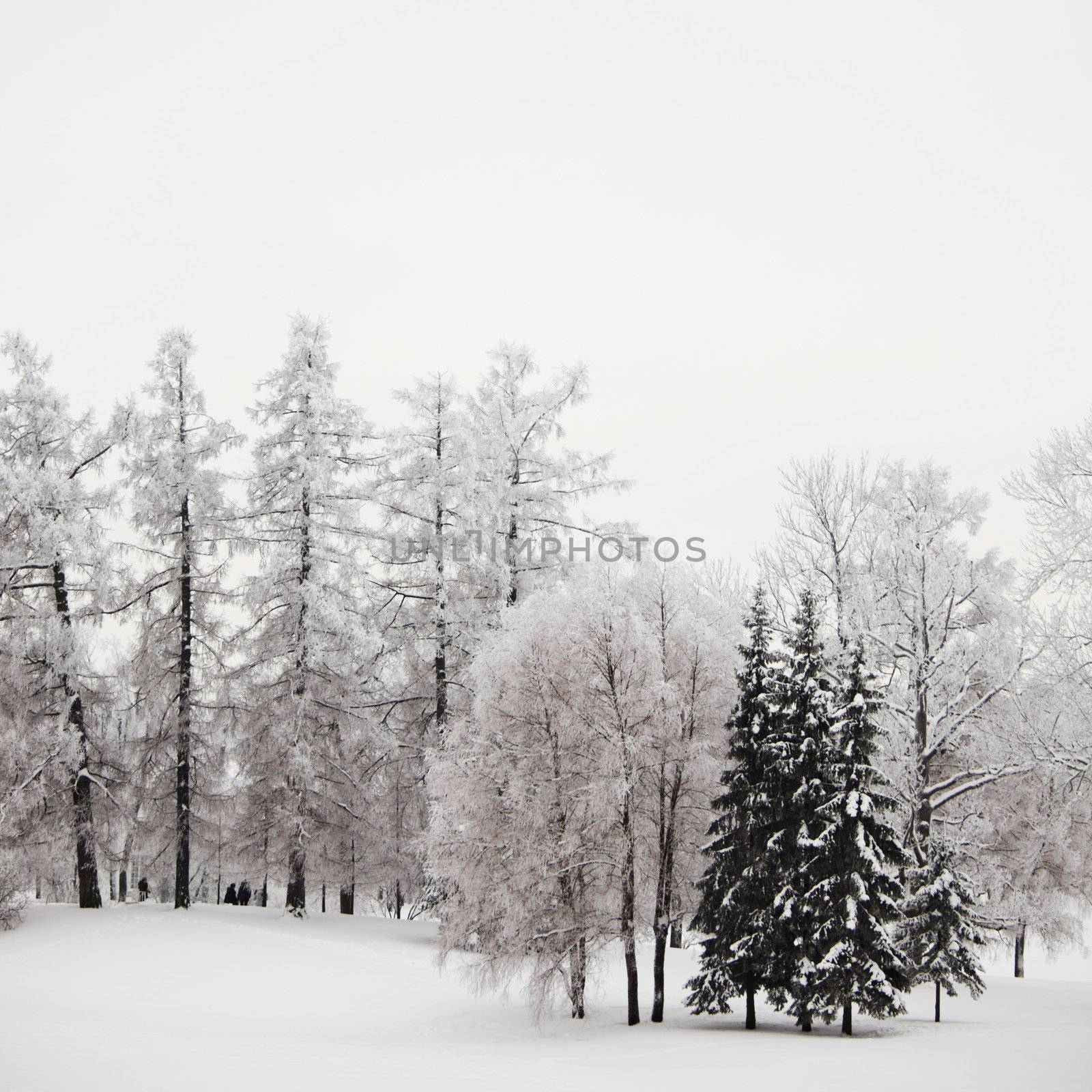  winter trees on snow white background