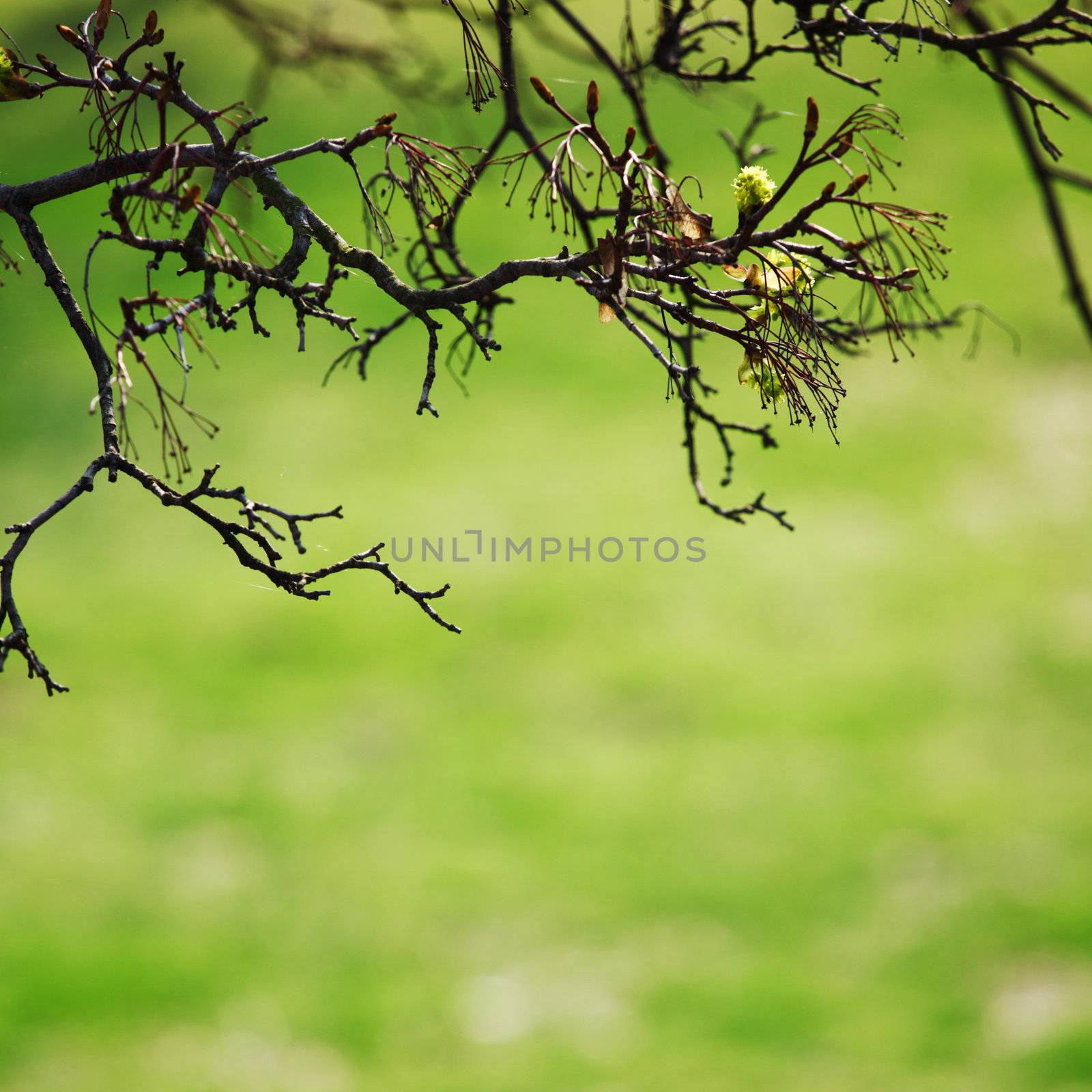 branches on a background of grass