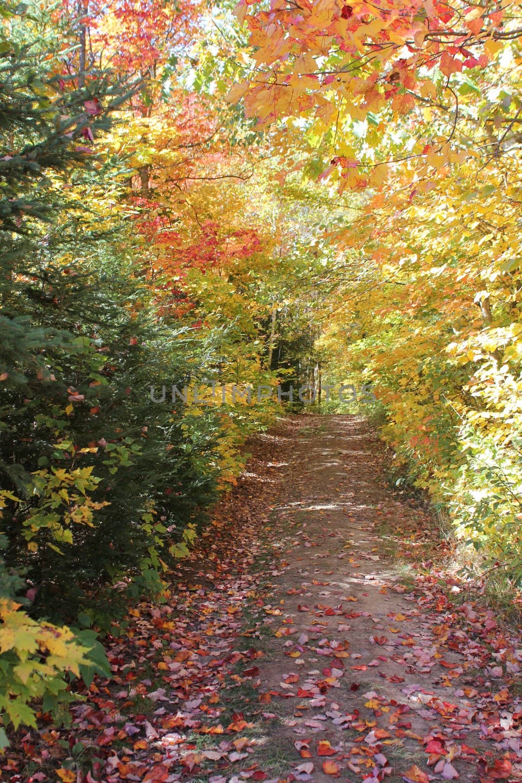 Off road forest trail in early autumn, in Killarney Provincial Park, Ontario, Canada