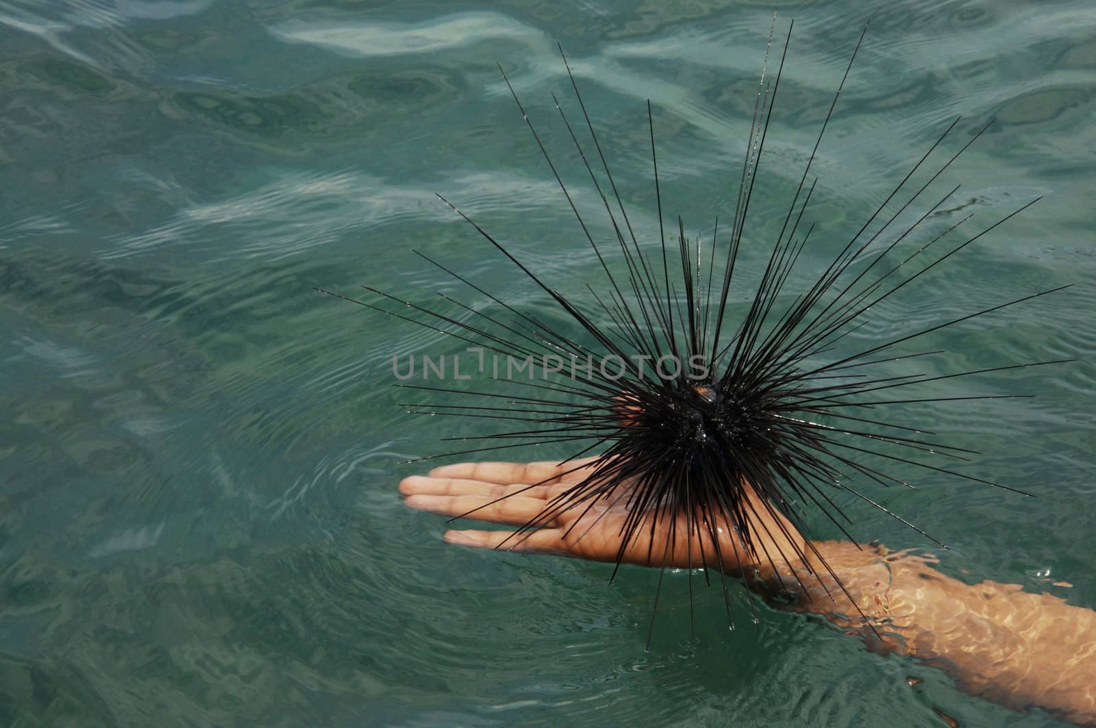 Sea Urchin in the sea.