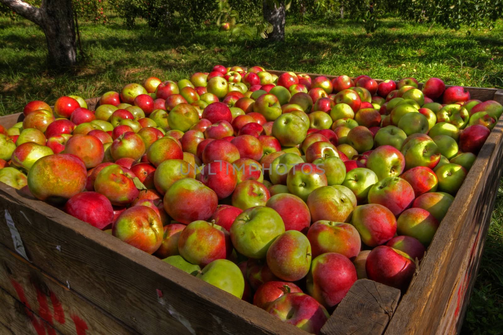Crate of red apples on a sunny day in apple orchard