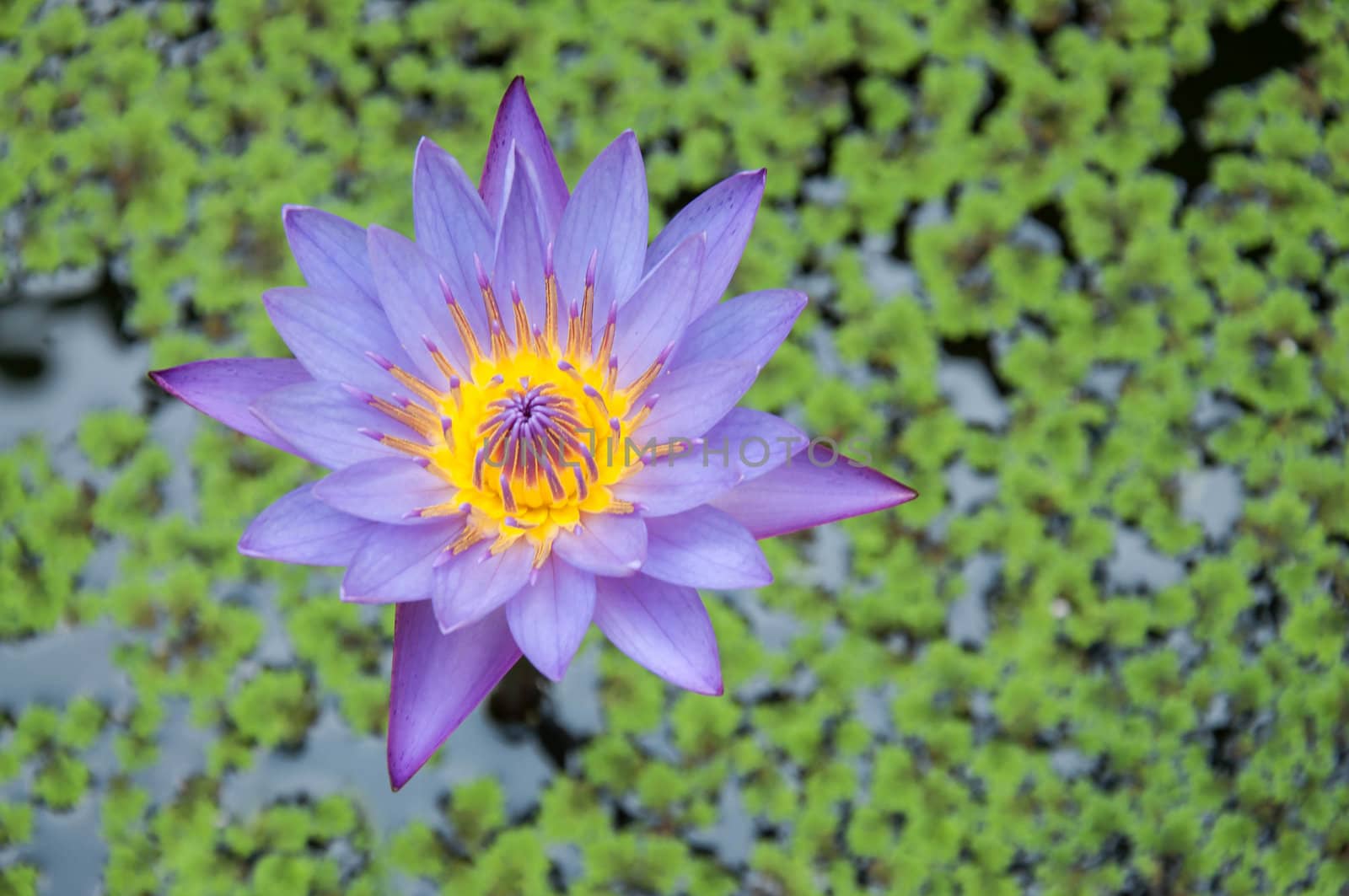 Lotus flower in the jar.