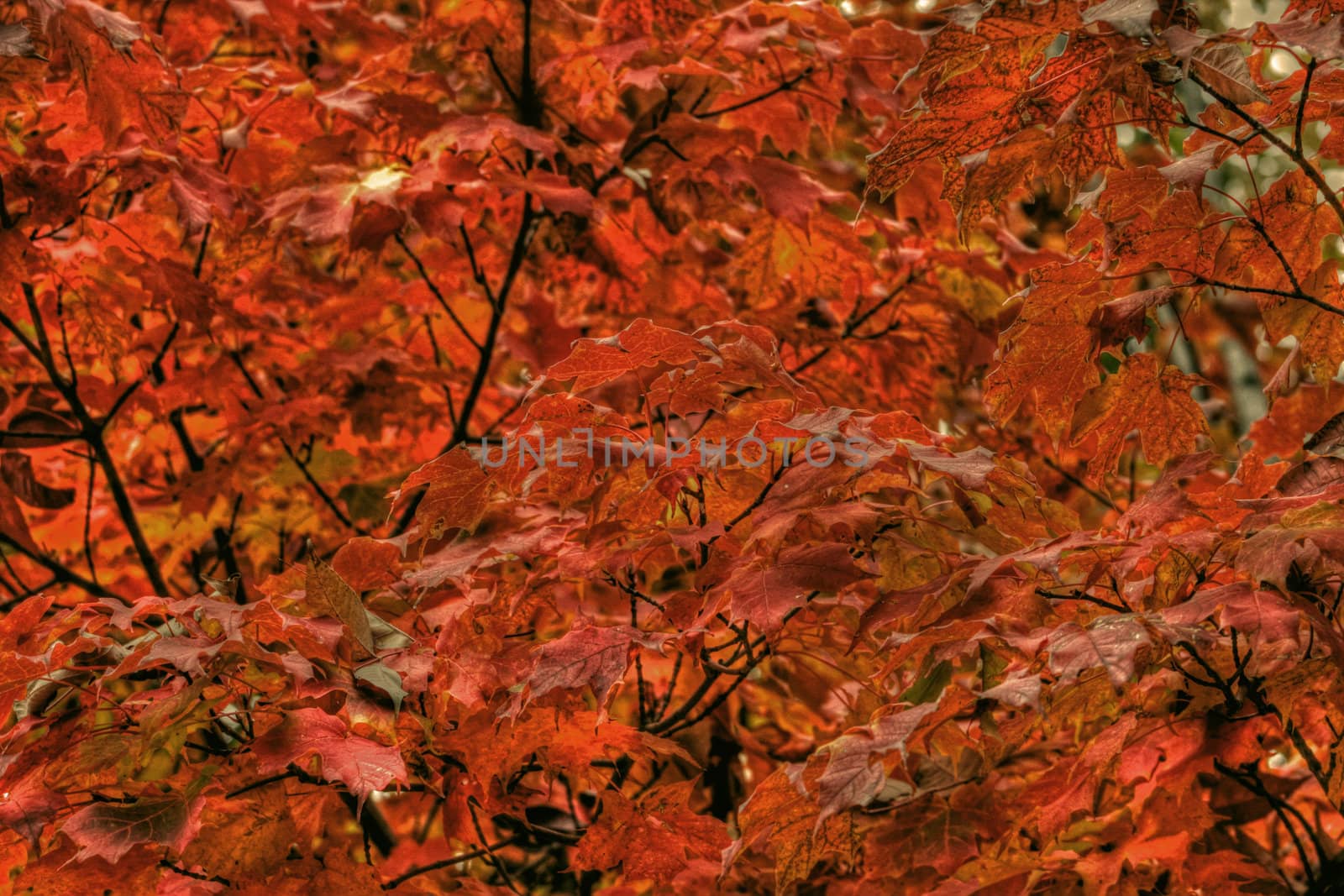 Colorful fall maple leaves viewed close up