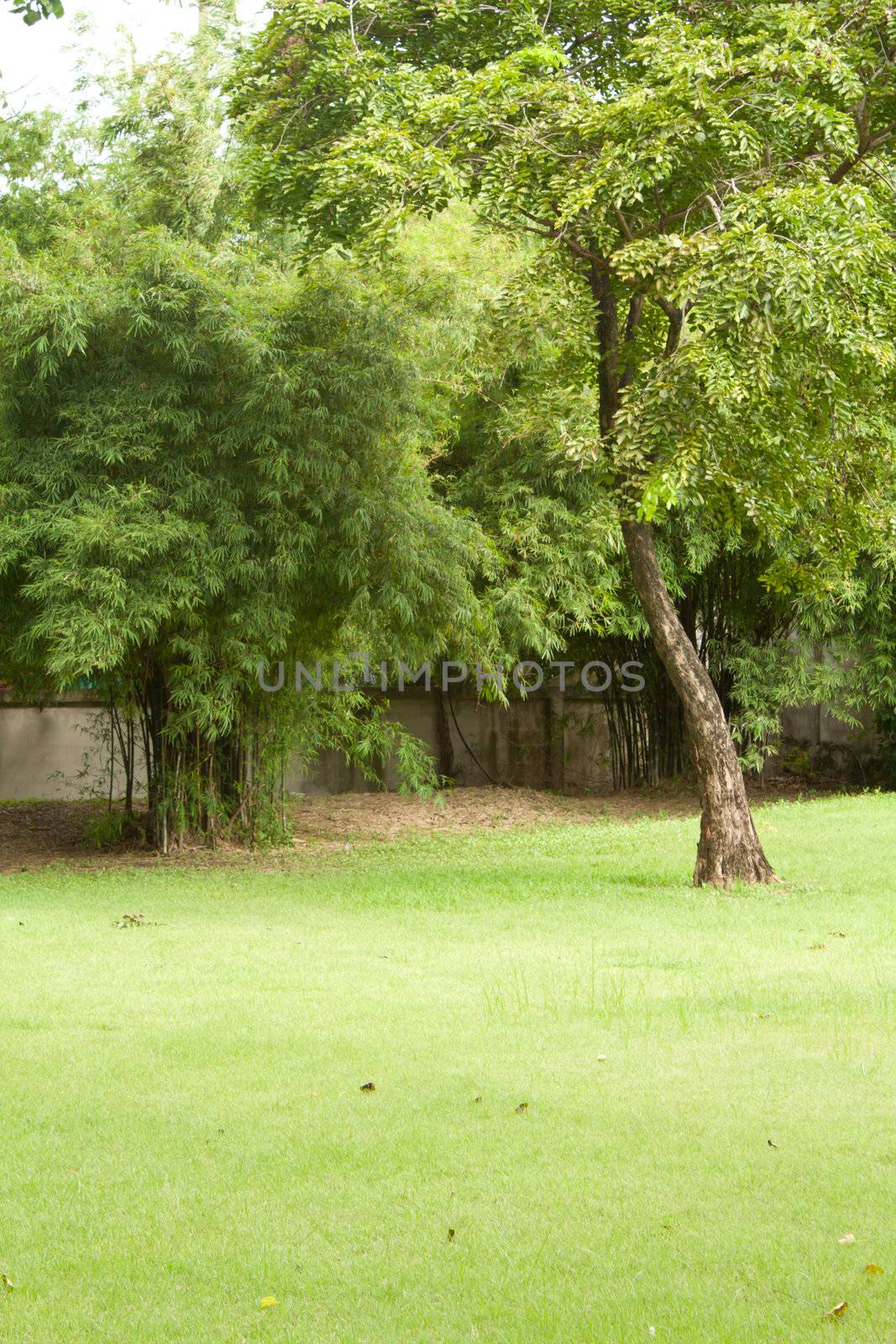 Beautiful green park with grass field and bamboo