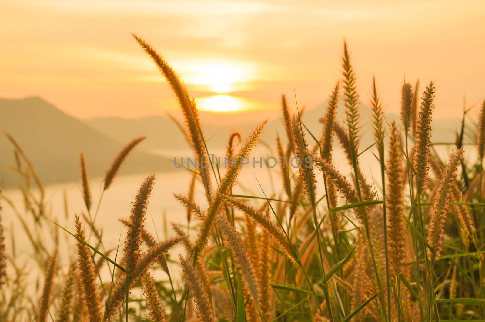 Landscape of fog and grass.