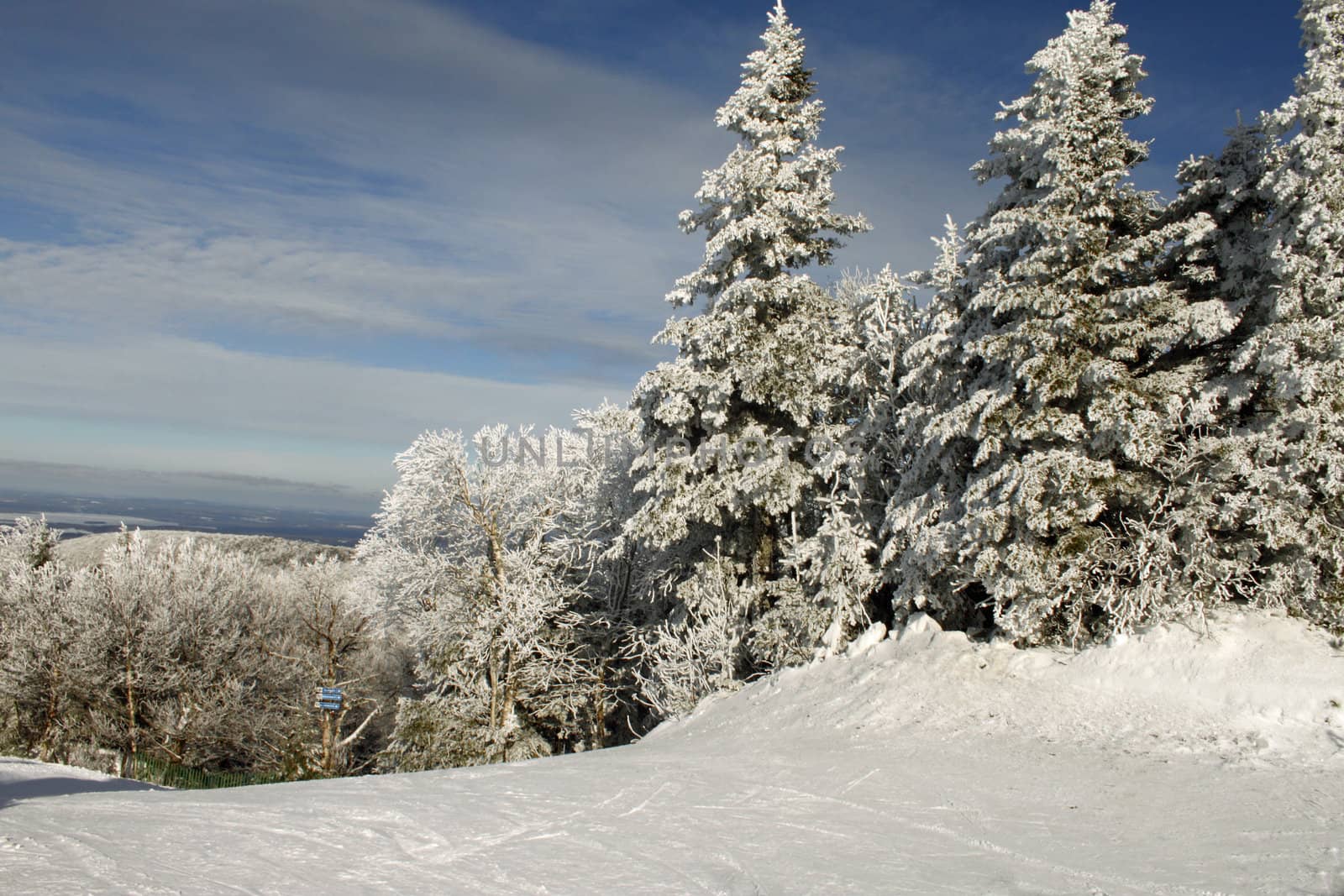 Snow ladden trees frosted after a winter storm