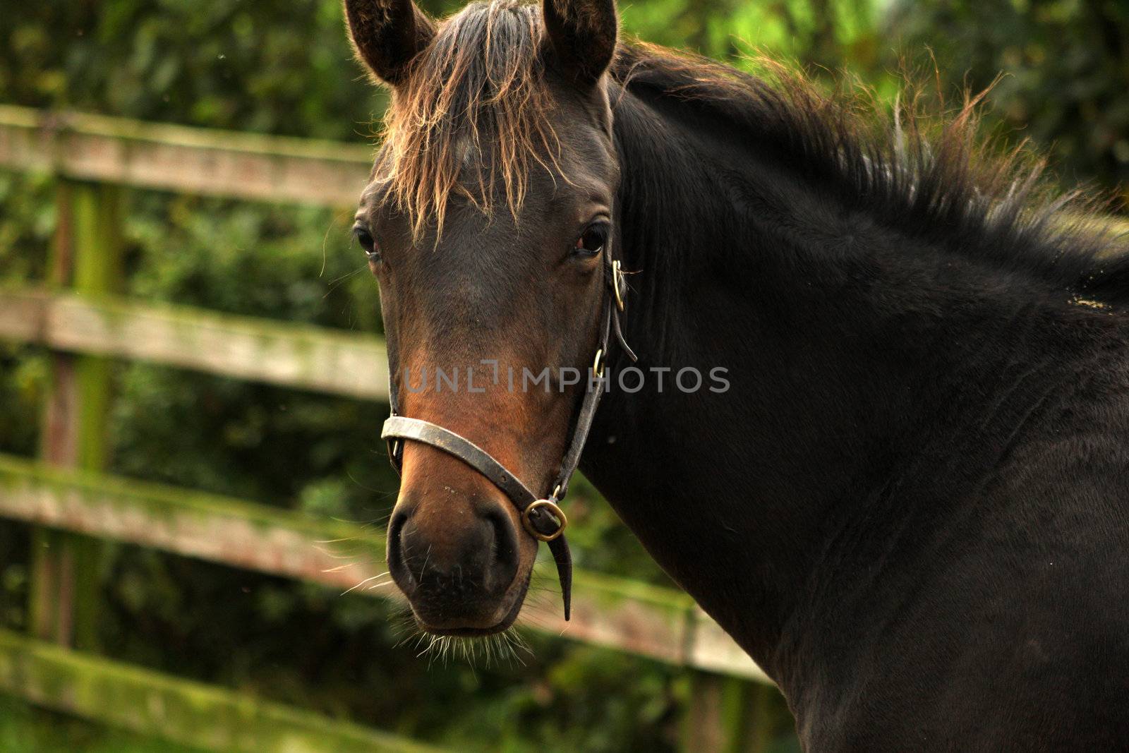 Thoroughbread horse in field in a close up shot